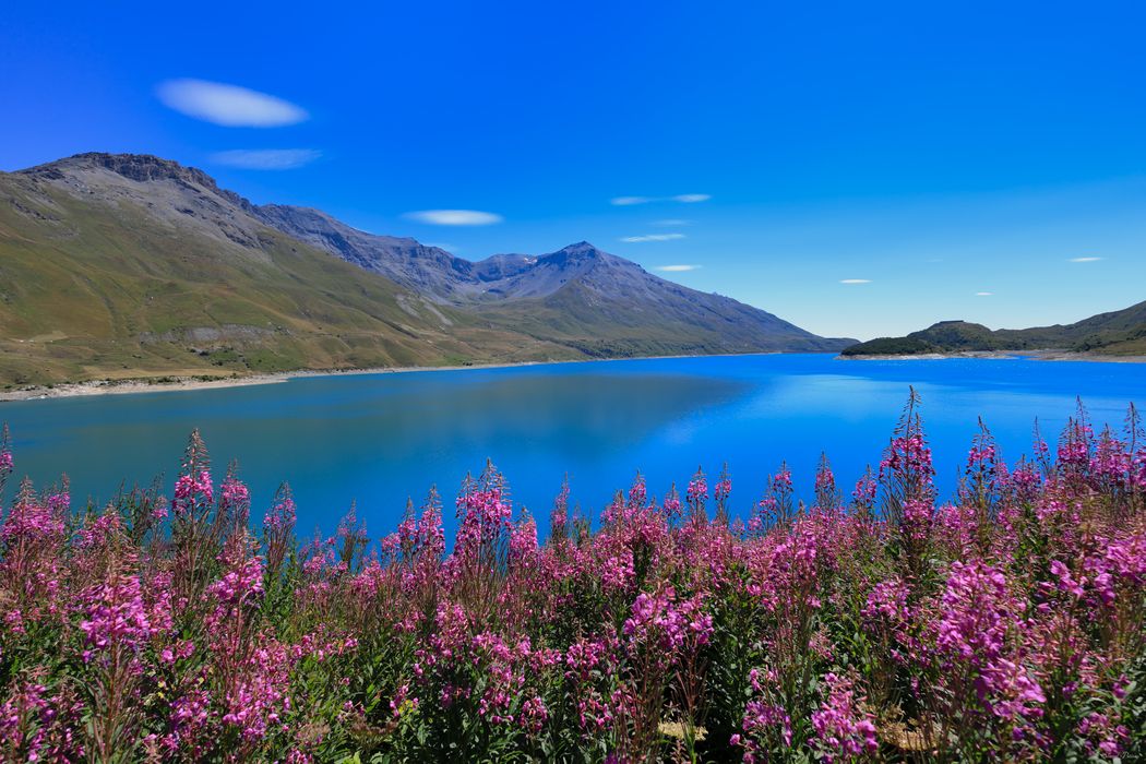 Premier plan de fleurs roses épilobes devant un grand lac bleu turquoise de montagne. Versants rocheux et ciel bleu pur en arrière-plan.