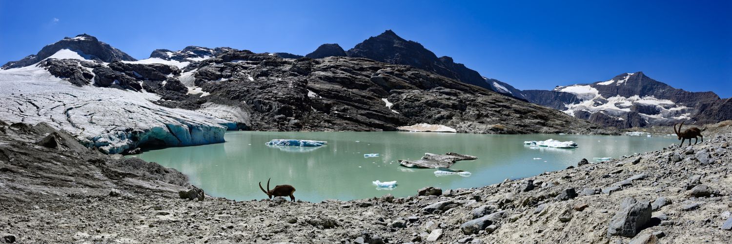 Bouquetins au bord d'un lac glaciaire turquoise. Glacier imposant à gauche, sommets rocheux et ciel bleu pur. Paysage alpin sauvage.
