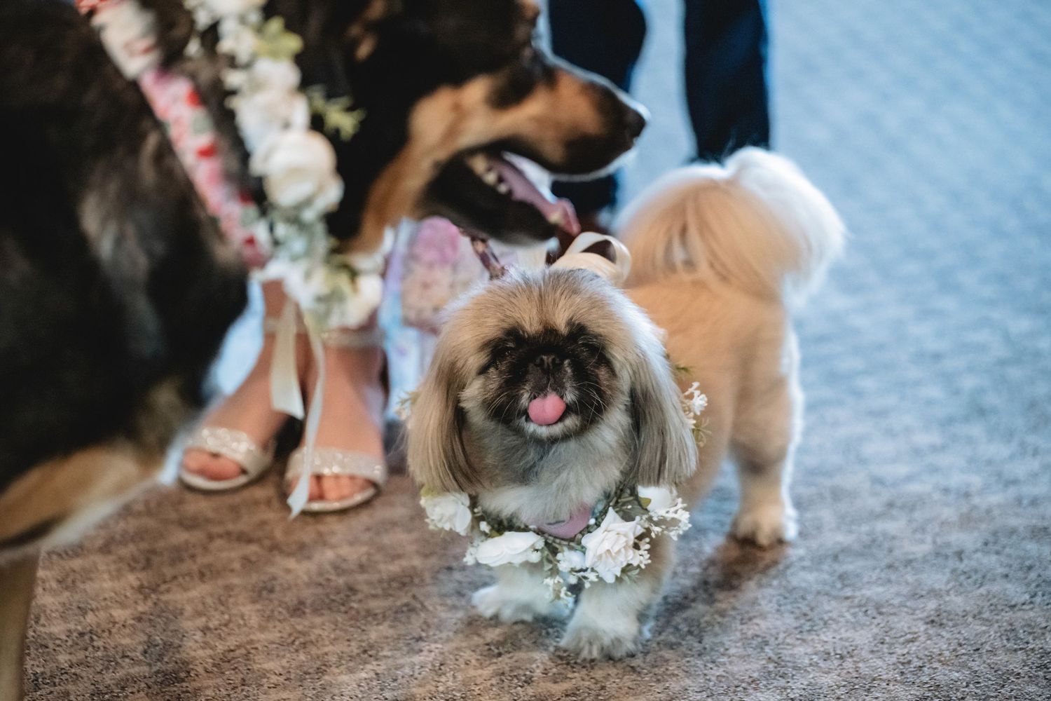 Two dogs wearing floral wreaths at a wedding ceremony, with a fluffy Pekingese in foreground and larger dog behind.