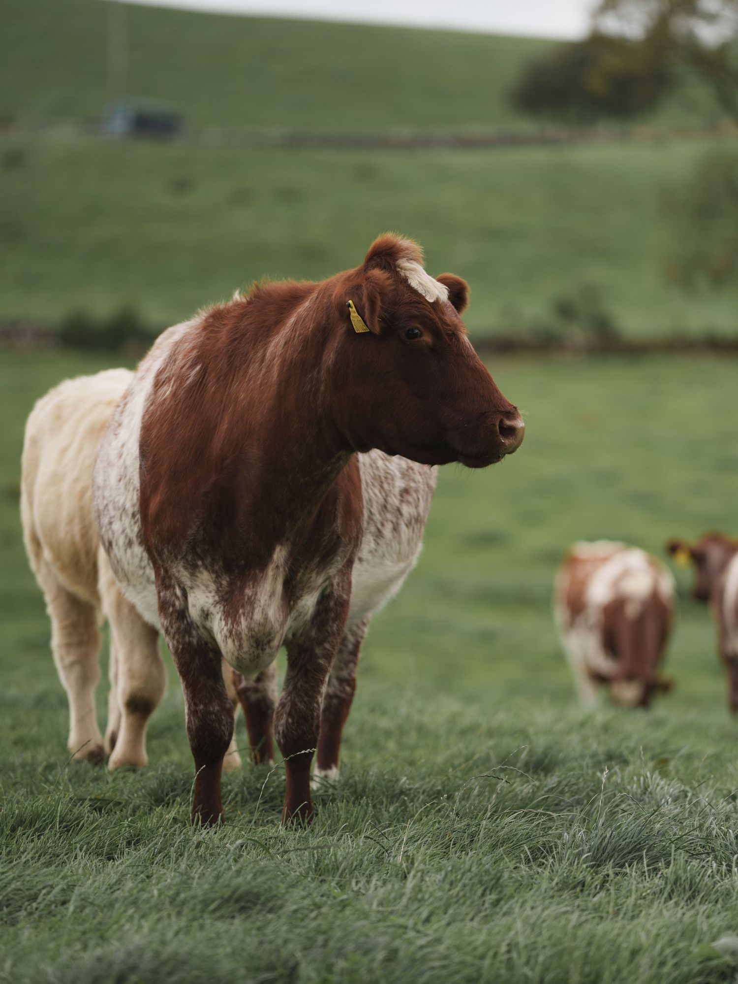 A brown and white cow standing in a green pasture with another cow visible in the background. Near Chapel Farm for Ali Park Comedy.