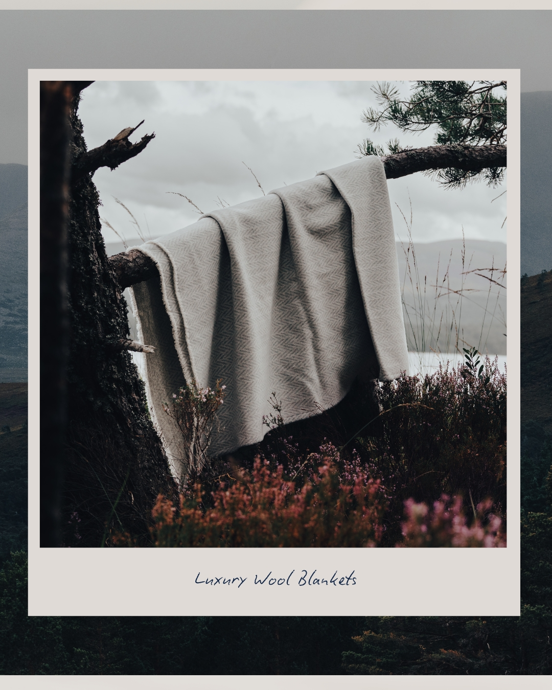 A still from an Ava Innes campaign - a wool blanket draped over the branch of a pine tree.
