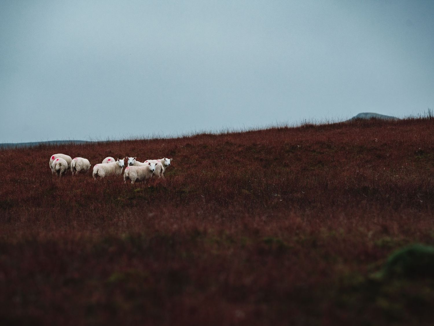 Sheep standing on a dark moorland horizon against an overcast sky. Shot at Kilmacolm Farm Tours.