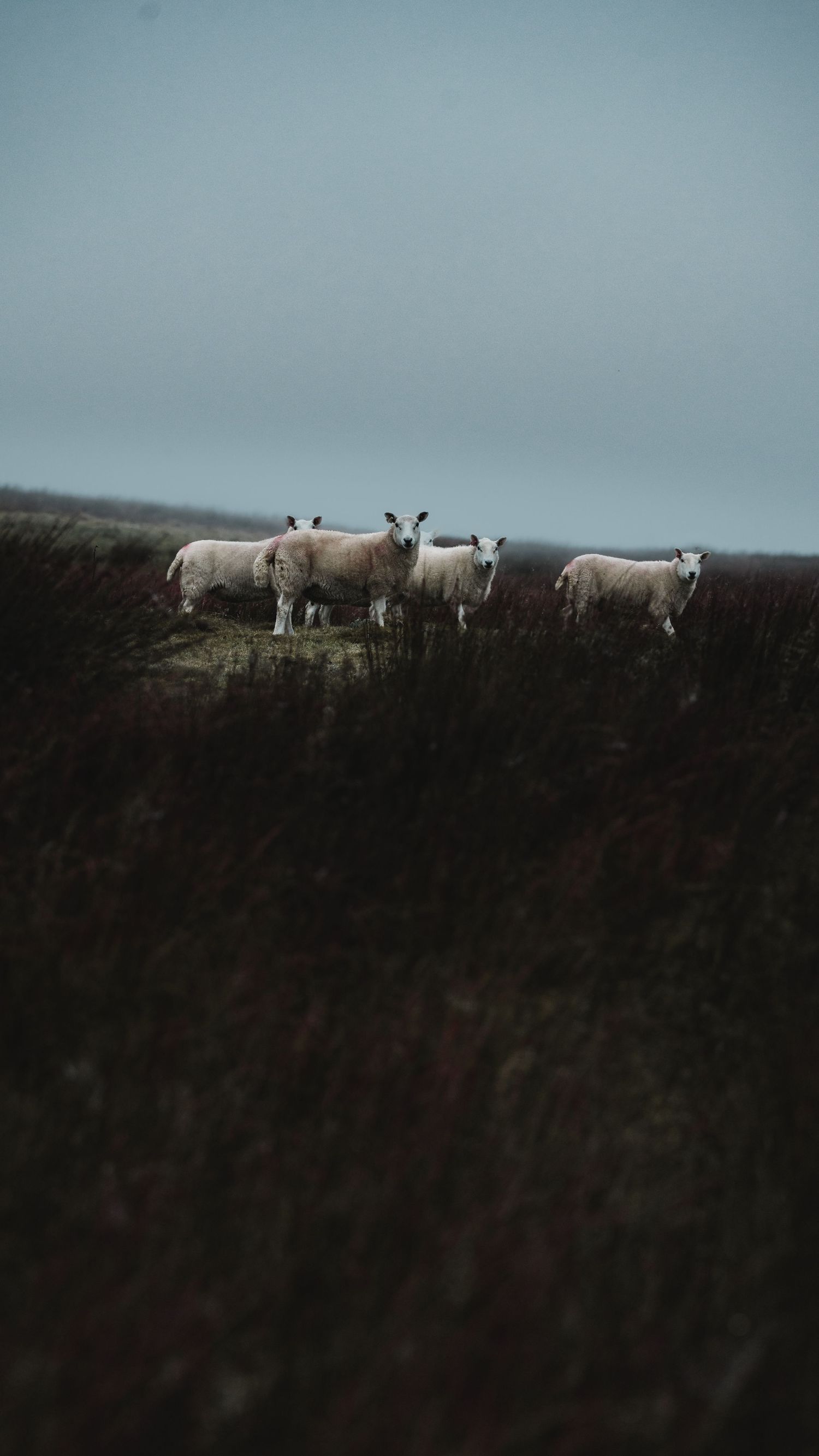 White sheep grazing along a misty hilltop at dusk. Shot at Kilmacolm Farm Tours.