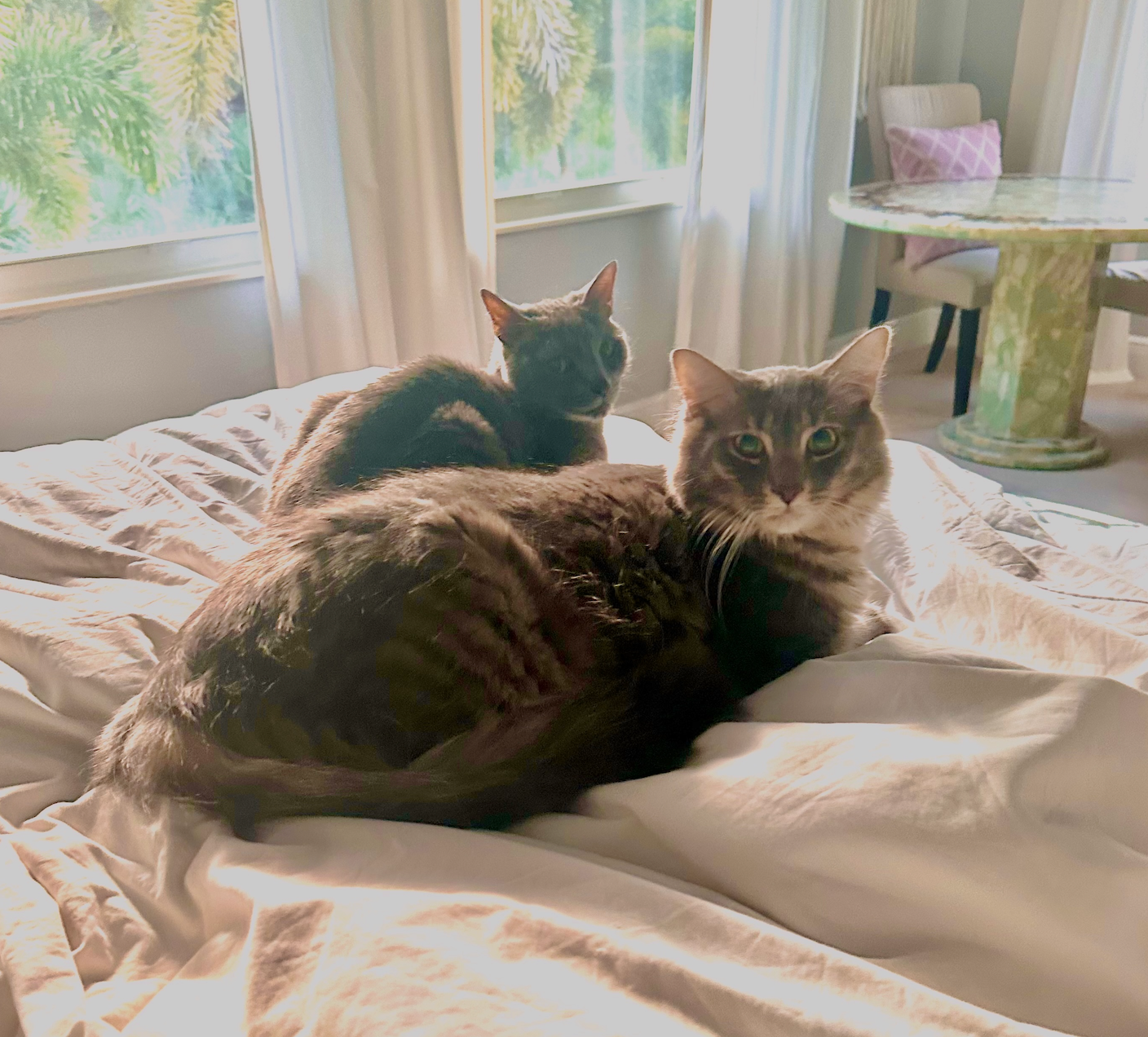 Cat resting on a bed in soft natural window light