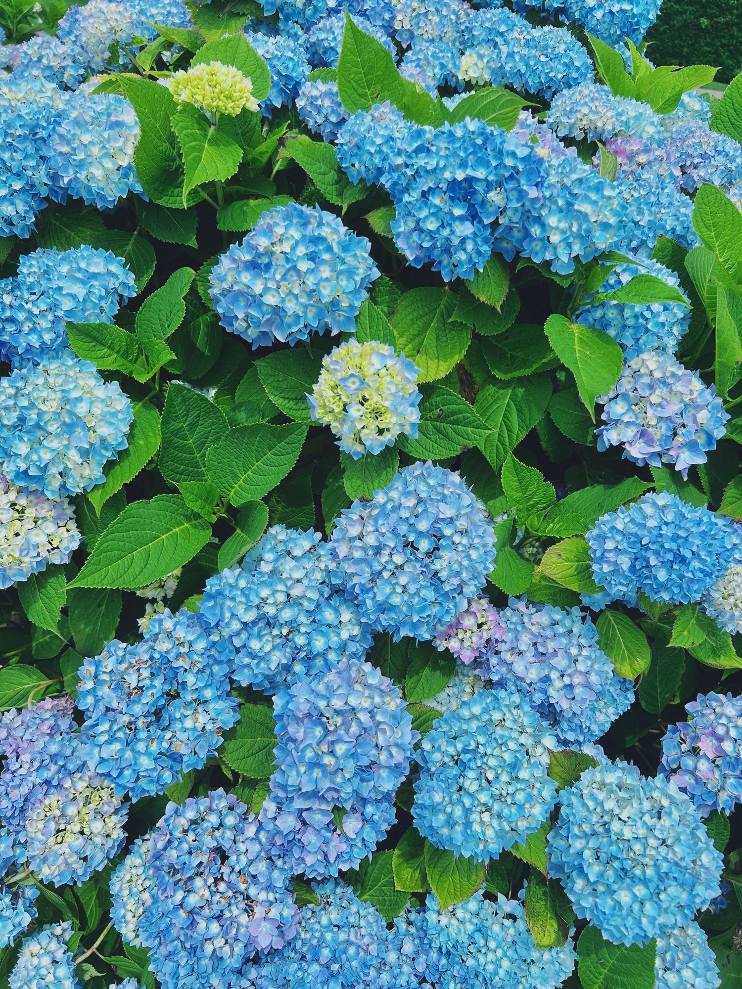 Blue hydrangeas photographed in natural light