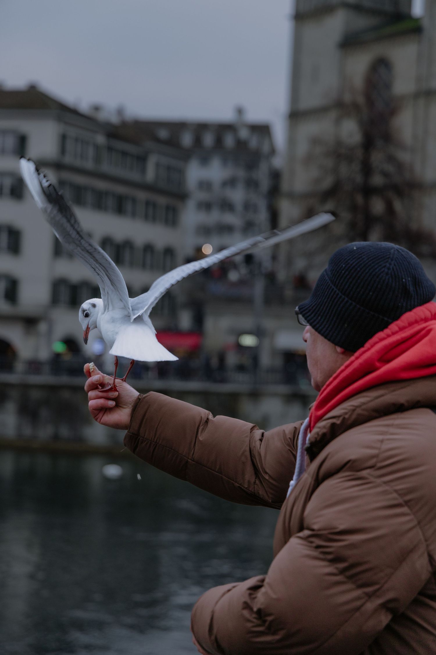 Person in winter coat feeding seagulls by waterfront on cloudy day.