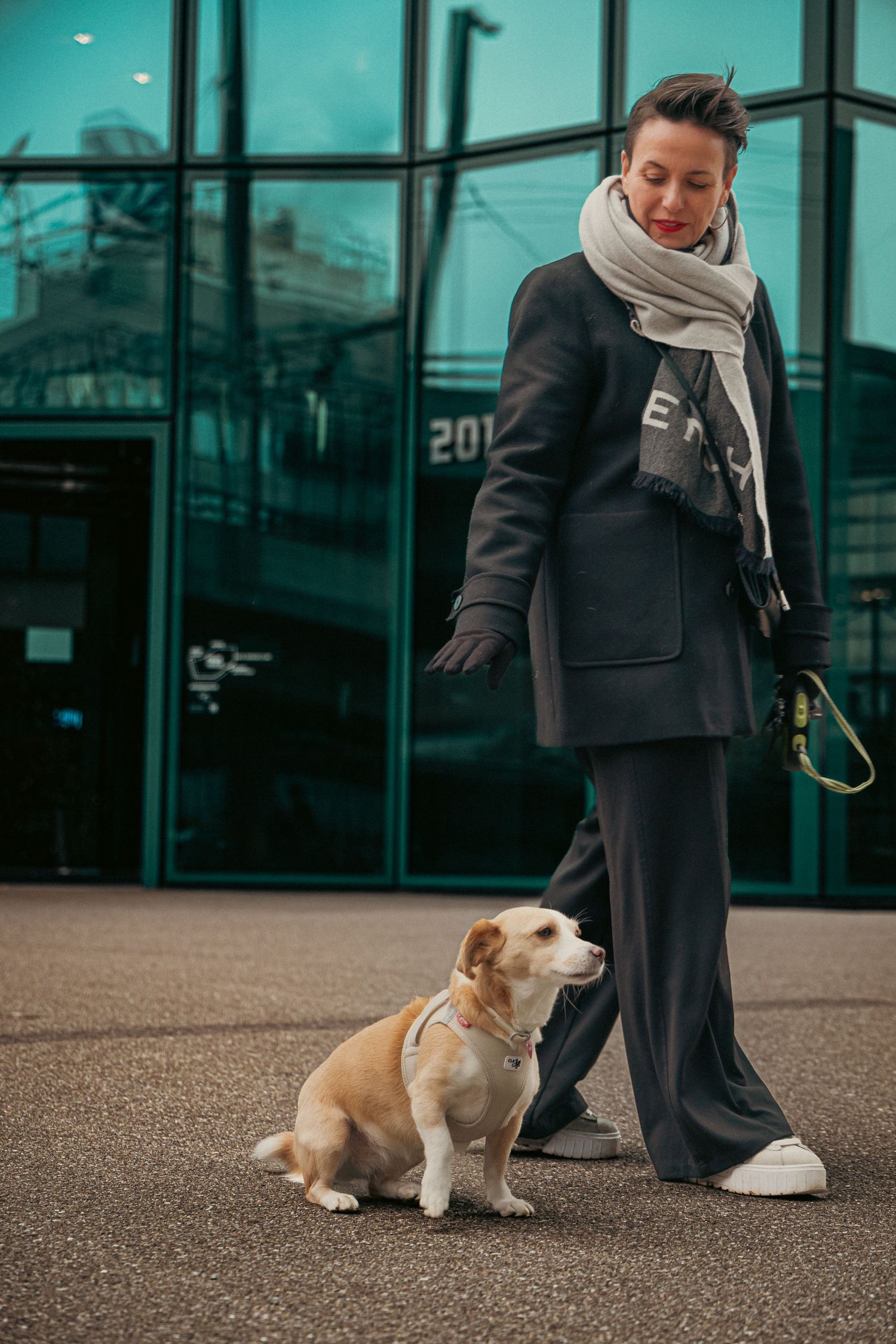 Person in business attire walking small corgi dog outside modern glass building.