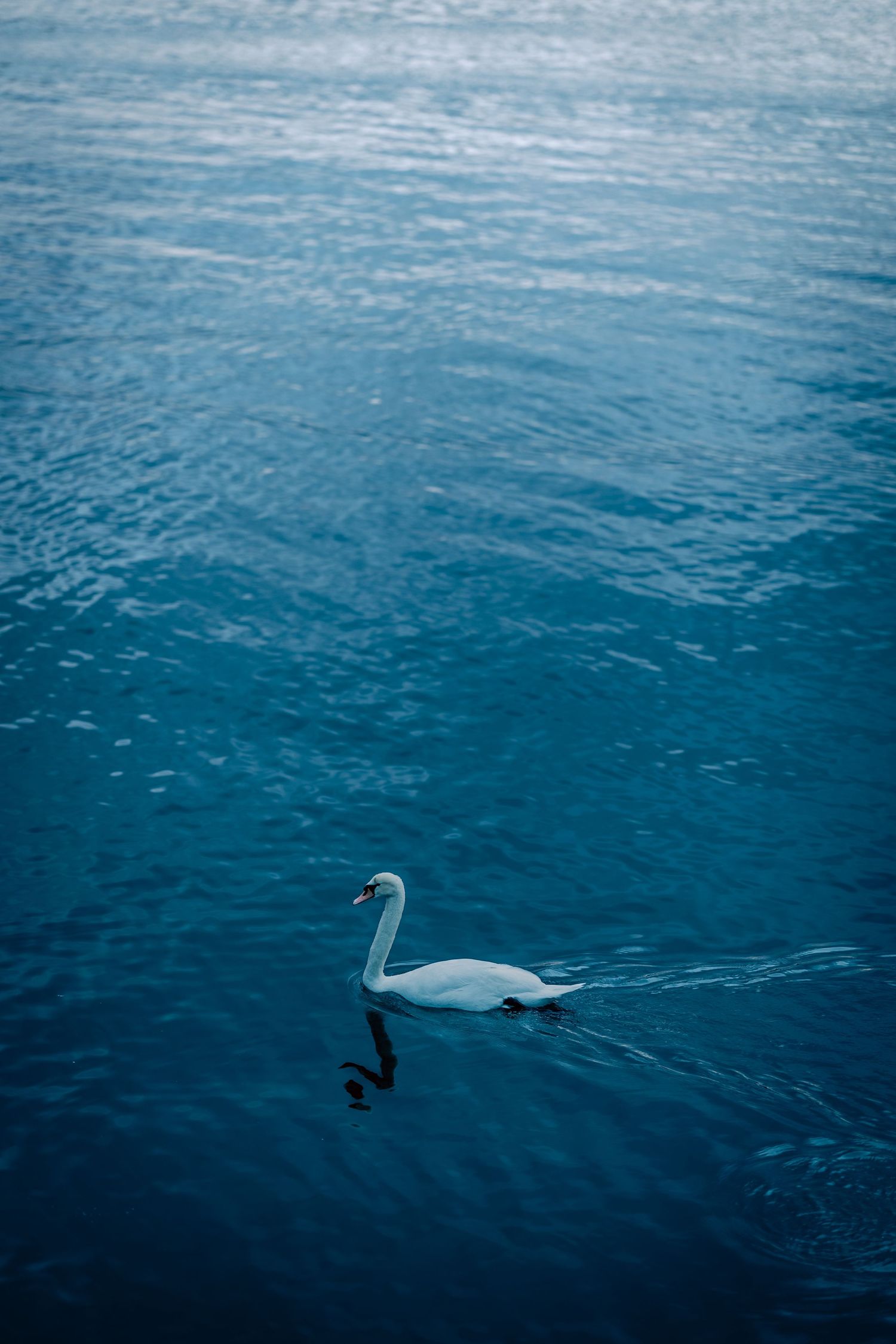 Sequence showing white swan gliding across dark blue water.