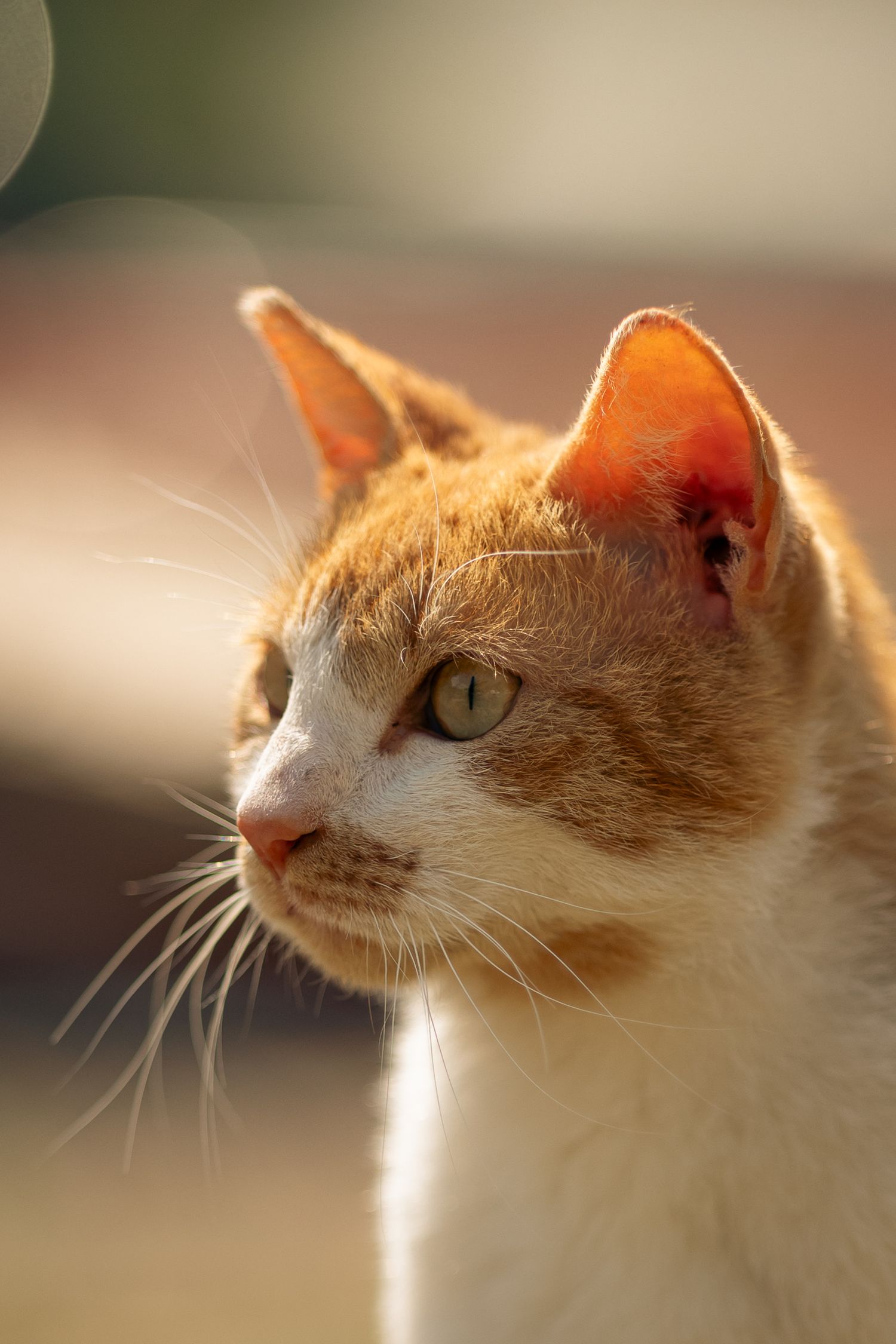 Close-up portrait of an orange and white tabby cat with green eyes in warm sunlight.