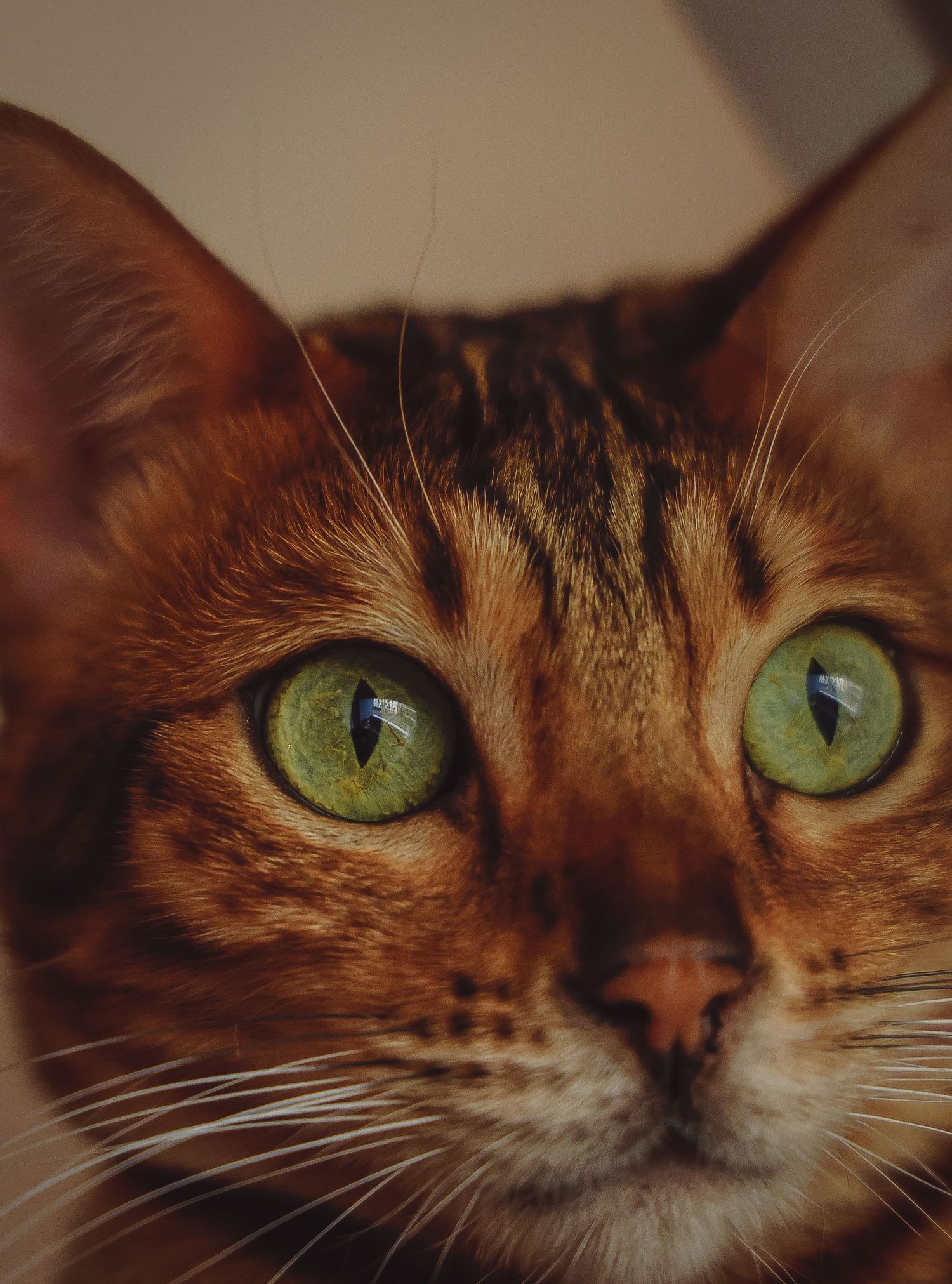 Close-up series of a tabby cat's bright green eyes and orange fur.