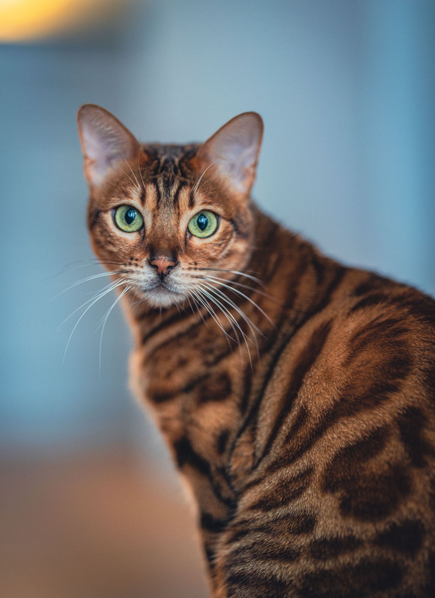 Bengal cat with striking green eyes shown in close-up portrait sequence.