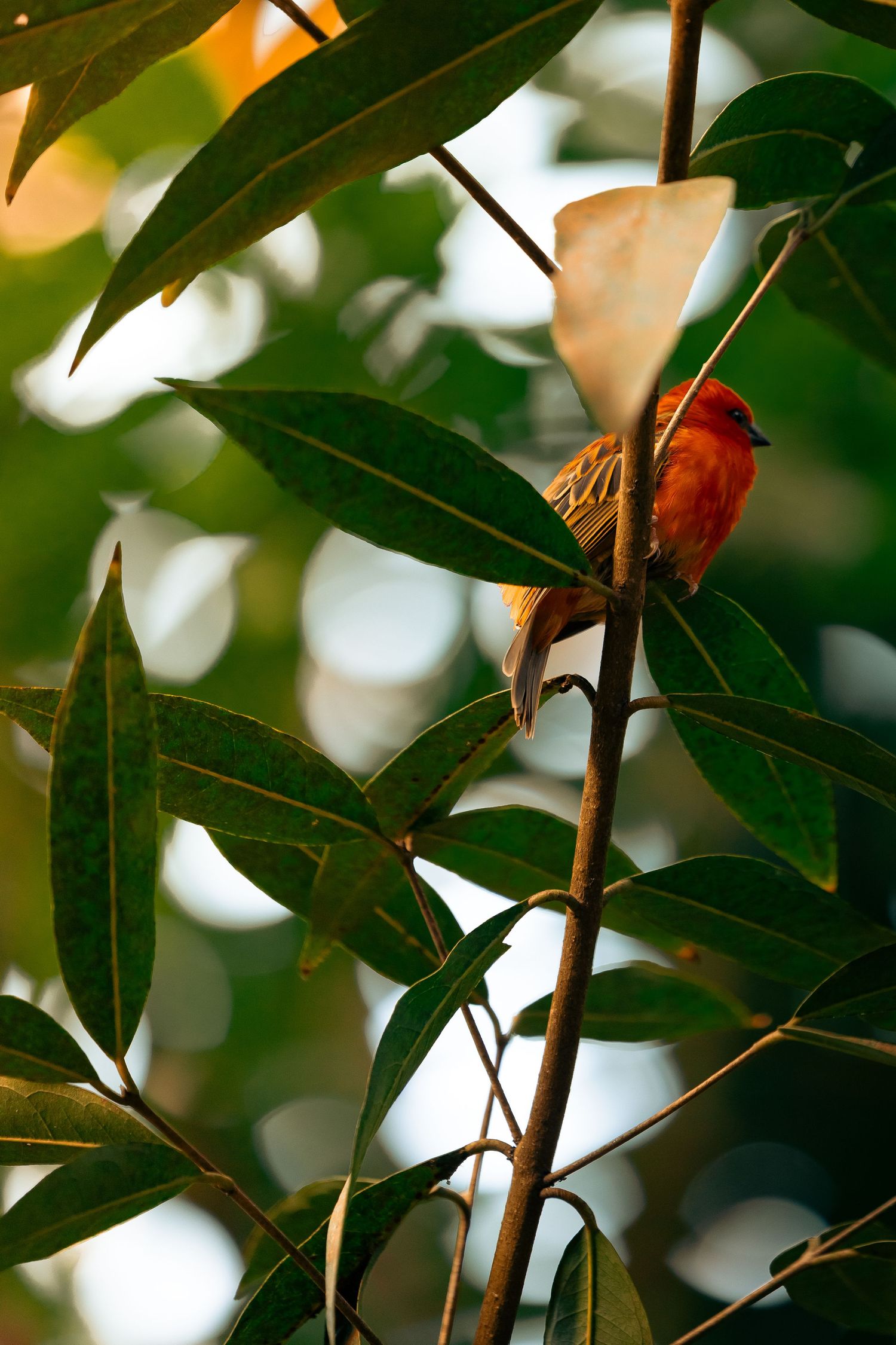A vibrant red bird perched on a branch surrounded by lush green leaves in warm golden light.