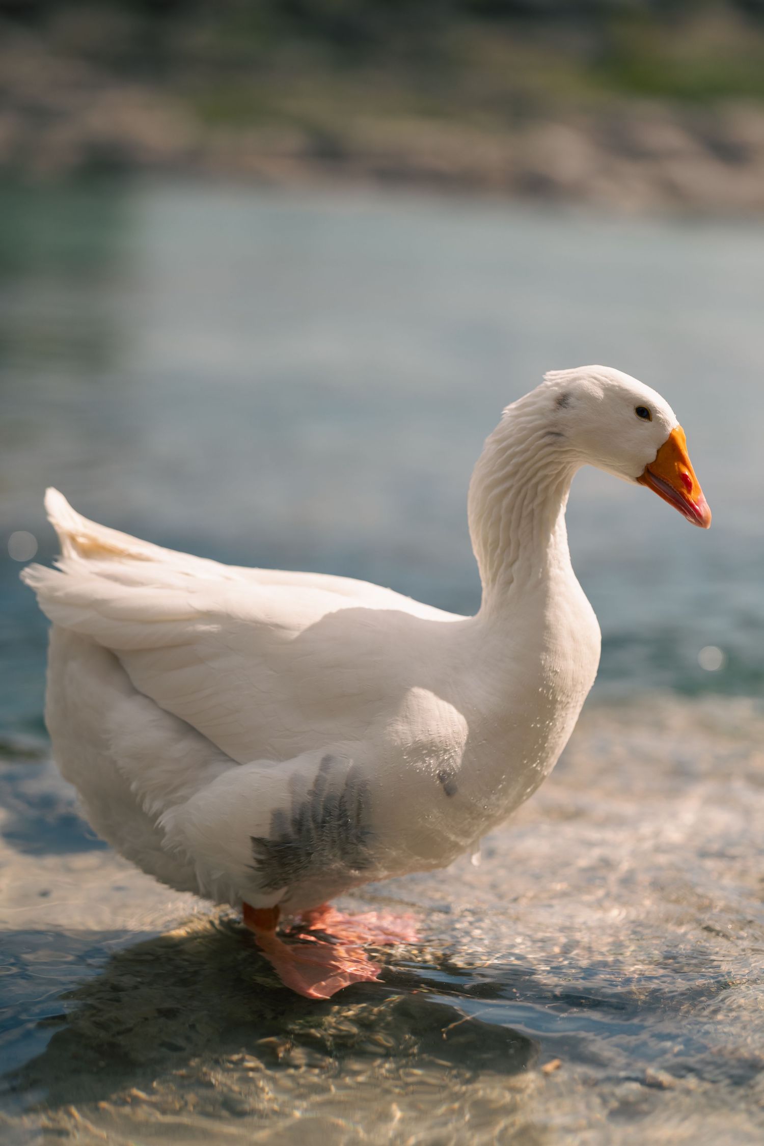 A white domestic goose with an orange beak standing in shallow water near a lake shore.