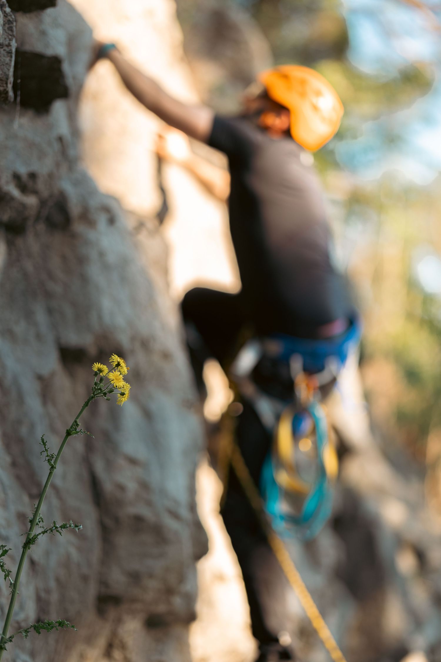 Rock climber wearing orange helmet and harness scaling a natural stone wall outdoors with yellow wildflowers in foreground.