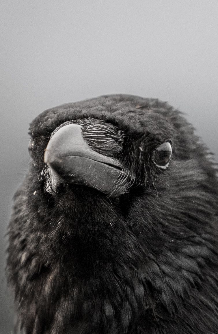 Close-up black and white portrait of a dark-feathered crow with a curved beak and alert eye against gray background.