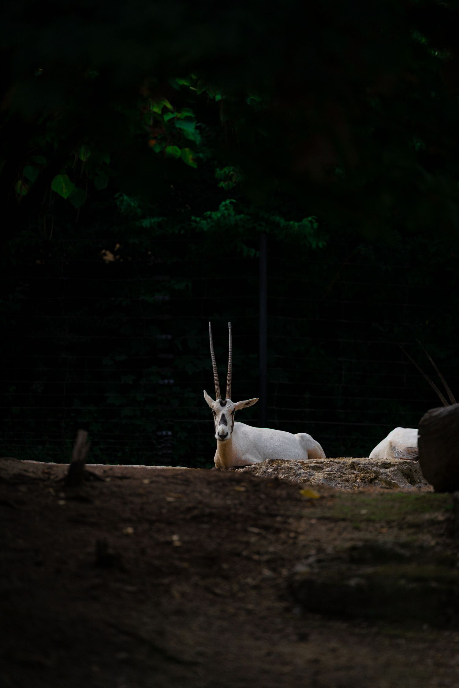 White Arabian oryx with long horns resting on dirt ground in dark forest setting.
