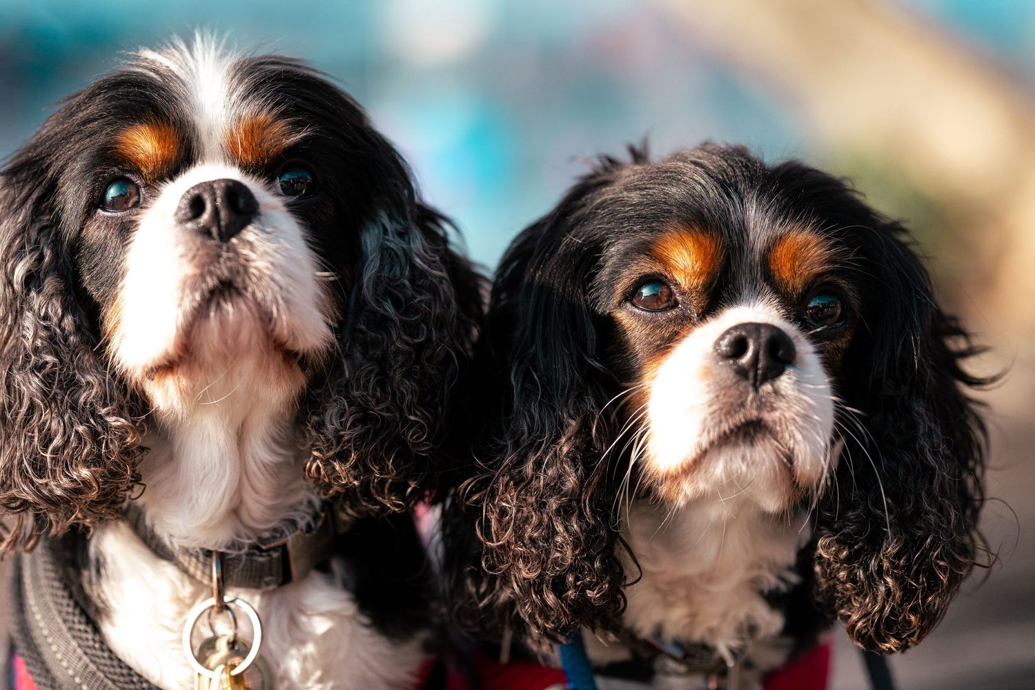 Two Cavalier King Charles Spaniels with tricolor coats posing together outdoors in natural light.