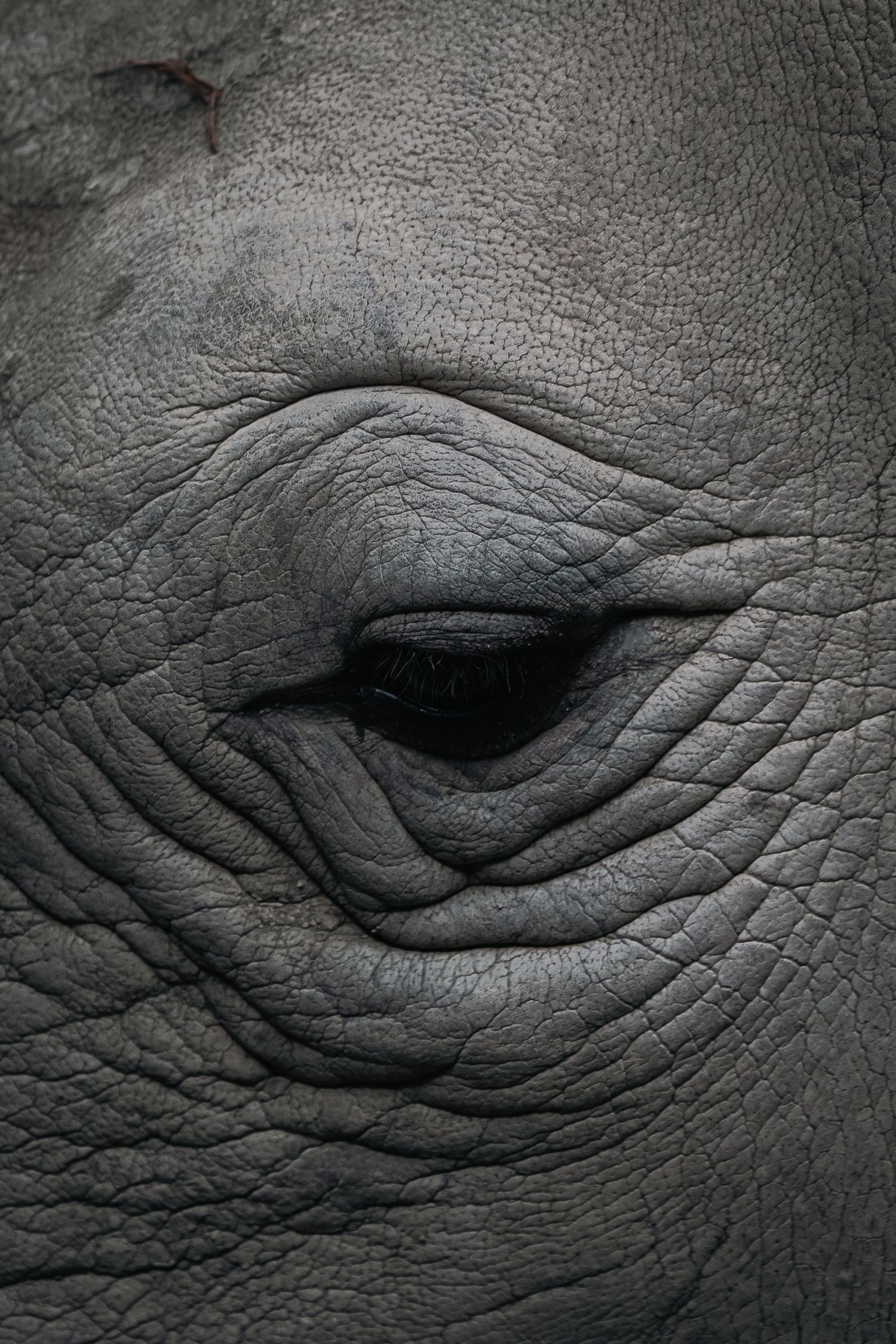 Close-up of a rhinoceros eye surrounded by thick, wrinkled gray skin showing intricate texture and natural patterns.