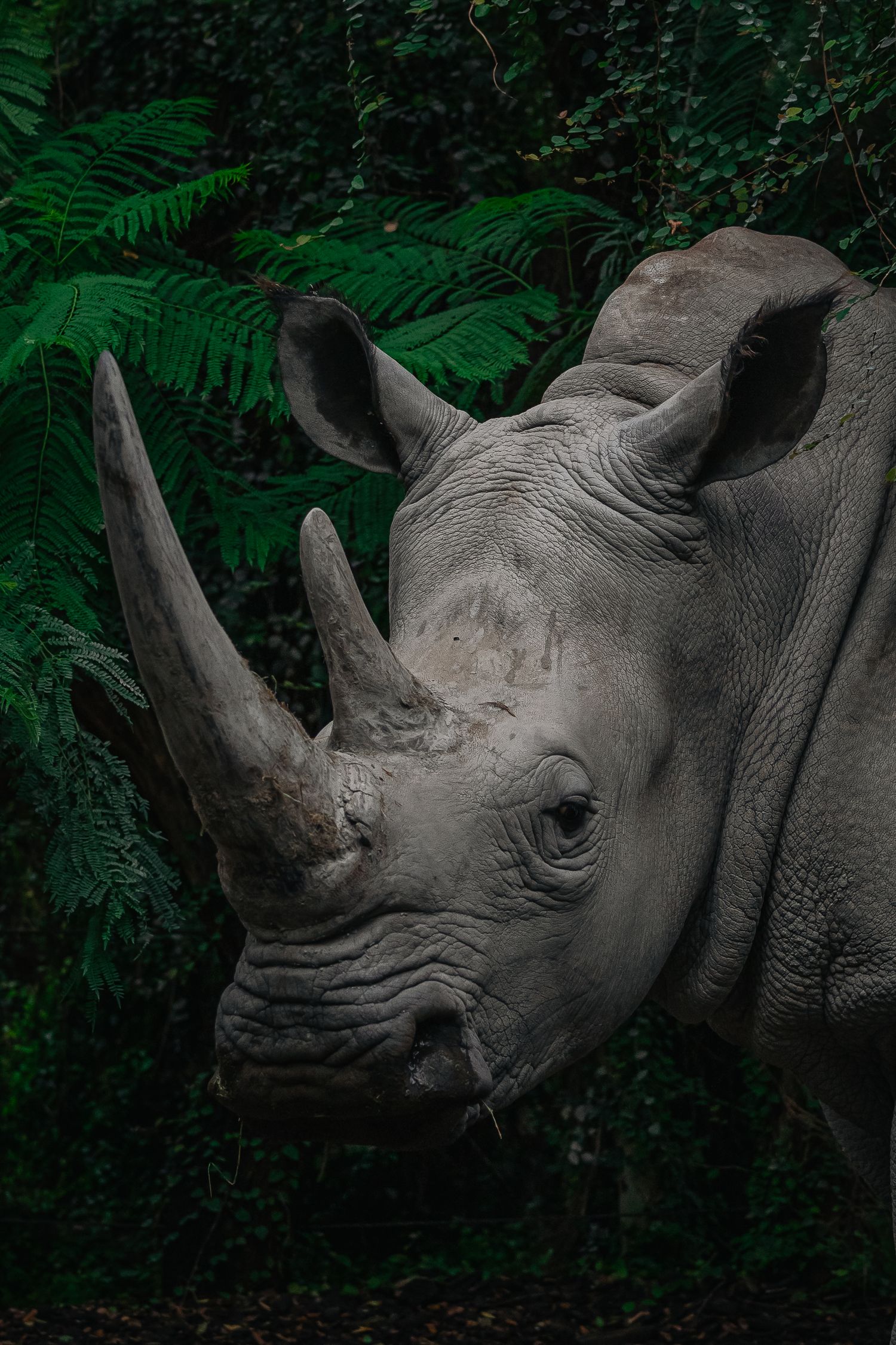 Close-up portrait of a white rhinoceros with large horn surrounded by lush green ferns in natural habitat.
