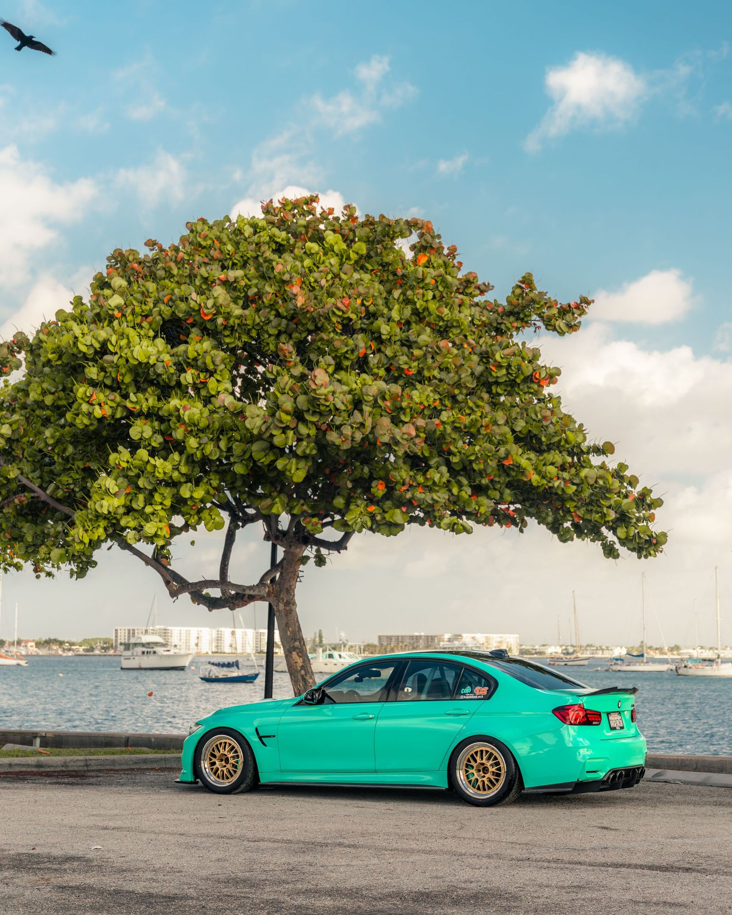 Teal BMW M3 sedan with gold wheels parked near a tropical tree by the waterfront under a partly cloudy sky.