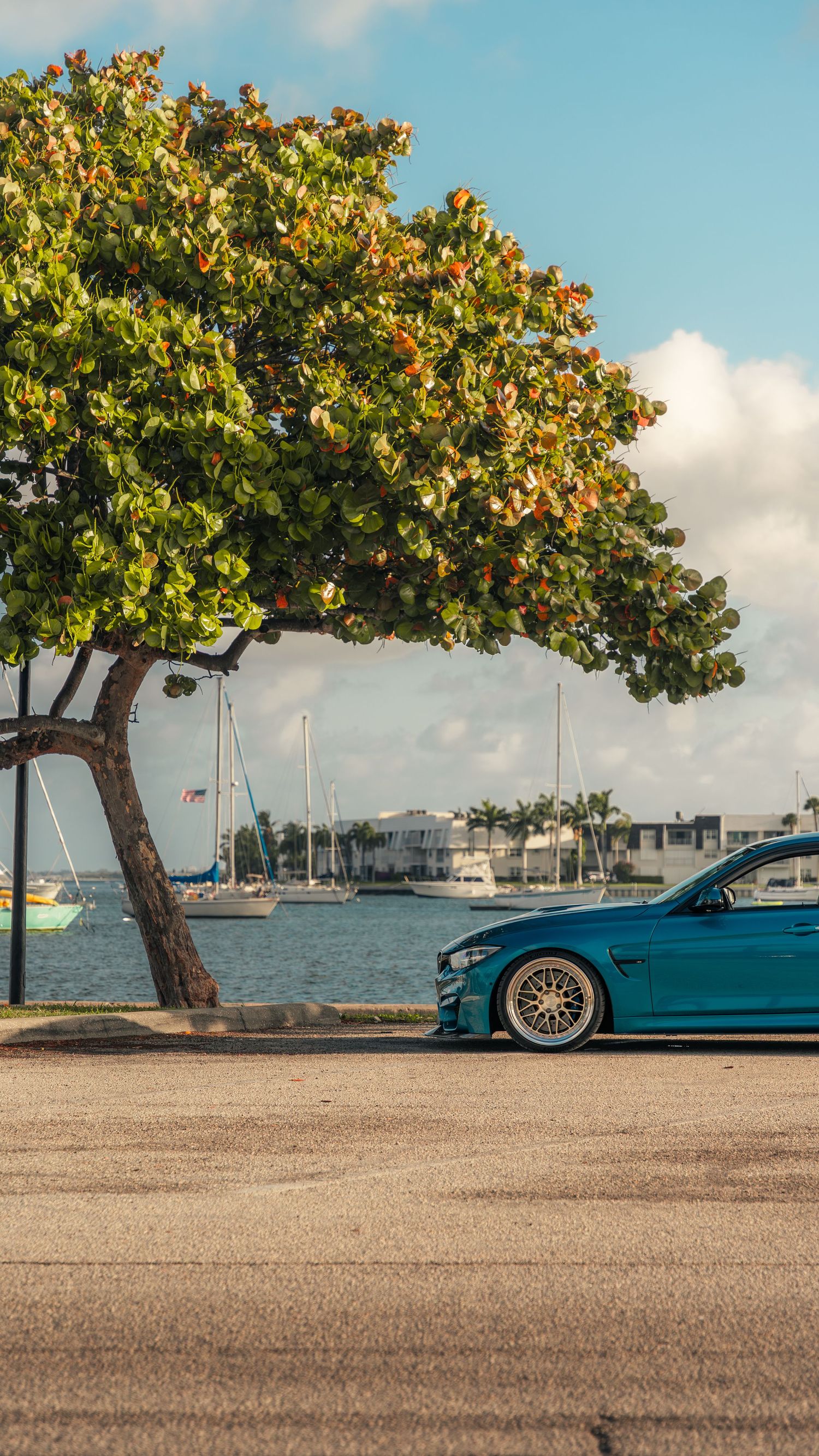 A teal BMW sports car parked near a leaning tropical tree with a marina and sailboats in the background.