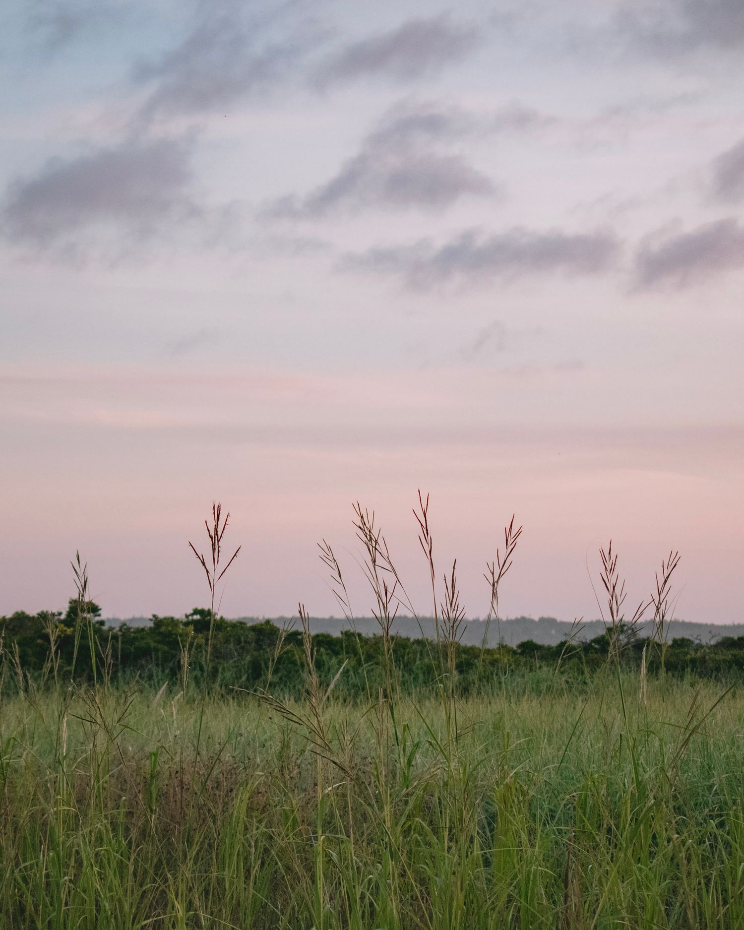 sunset, sunrise, beach, grass, field, wheat, natural, pink, cotton candy, sky