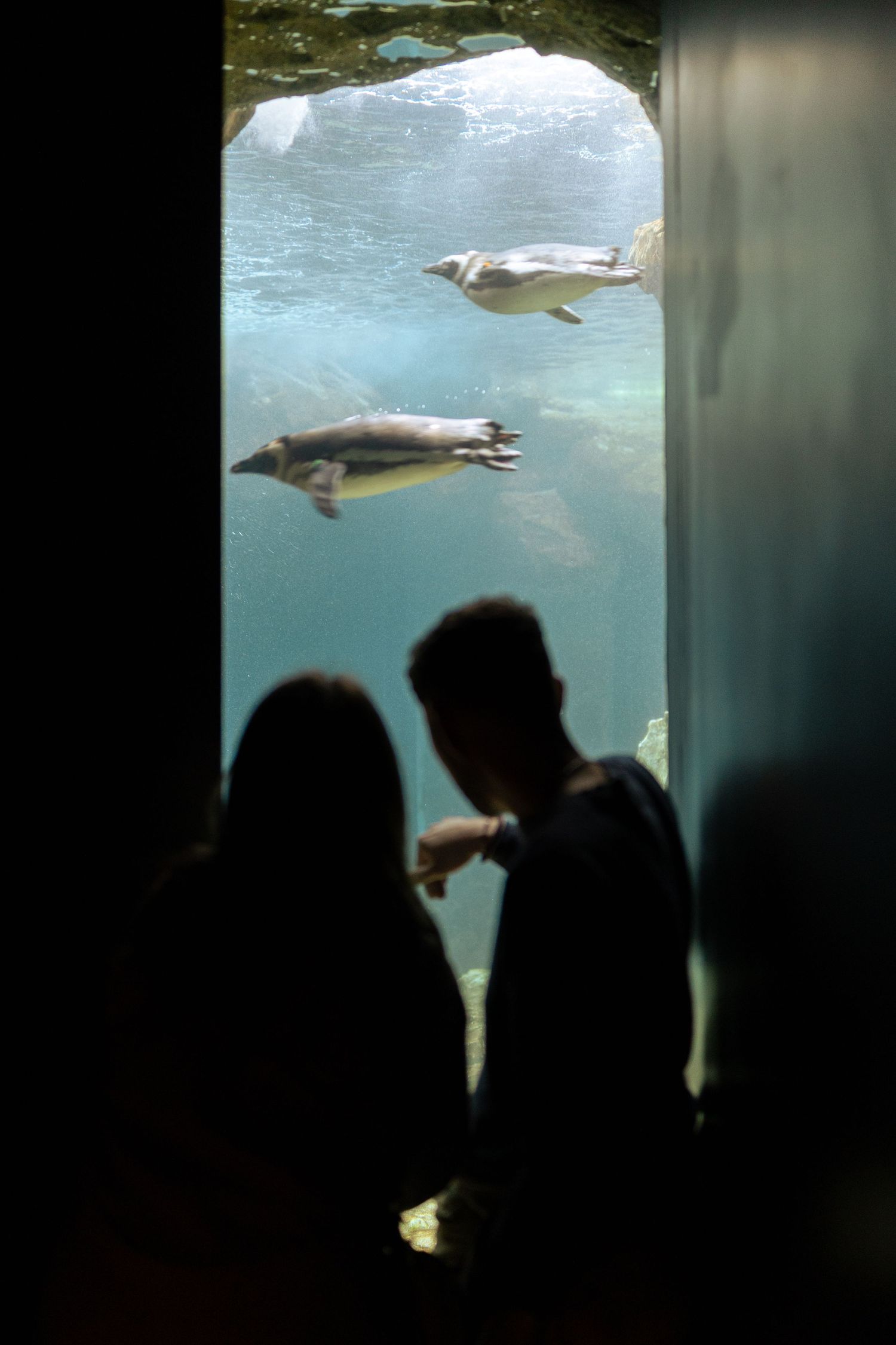 Shooting couple aquarium / océarium