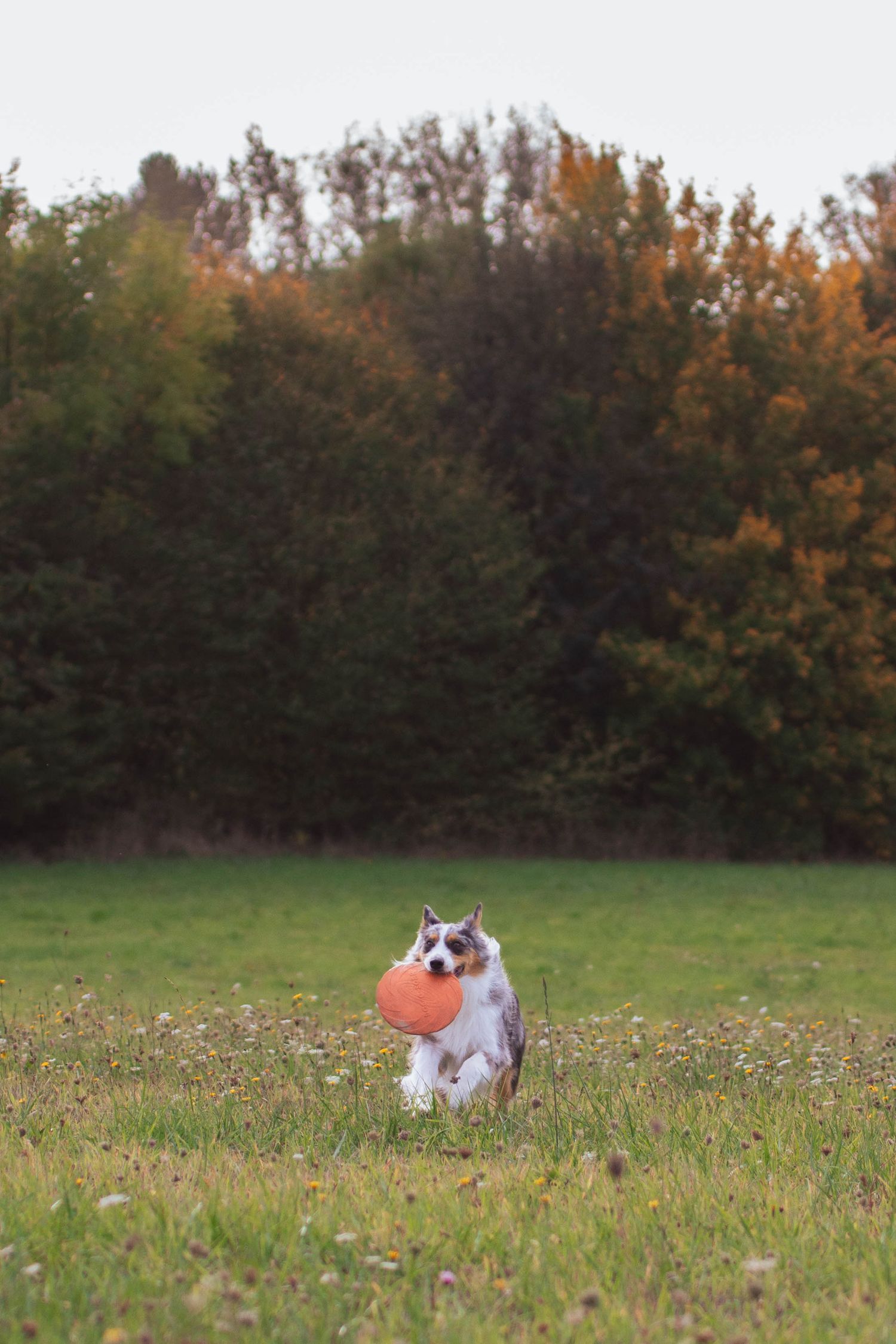 Chien berger australien court avec un frizbee orange dans la gueule dans un champs au coucher du soleil