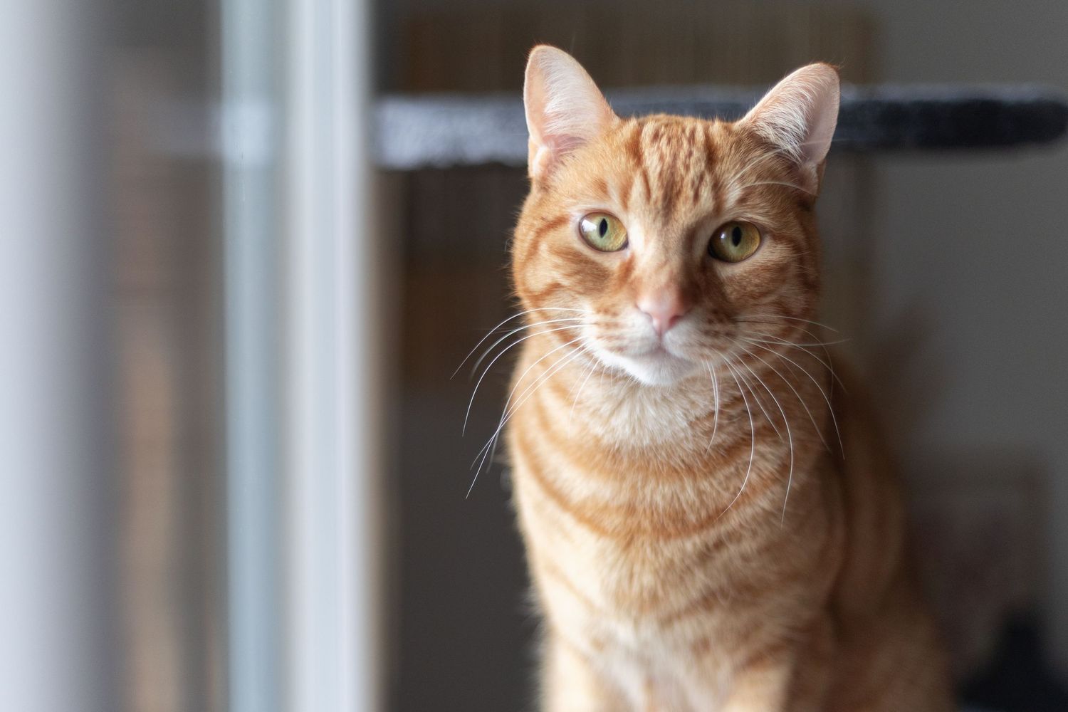 Chat roux regarde l'objectif
