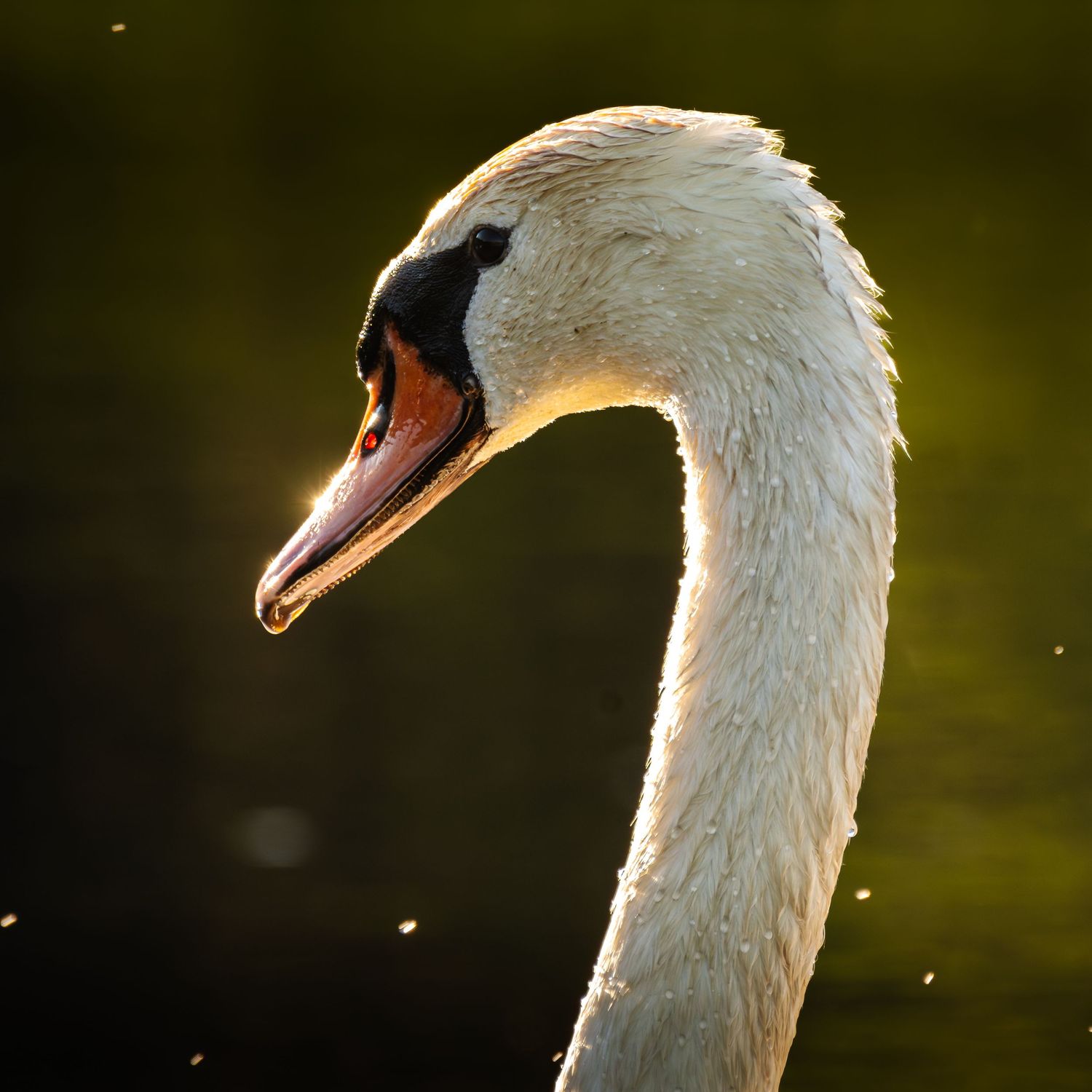 Close-up portrait of a white mute swan with an orange beak, graceful long neck, against a dark green water background.