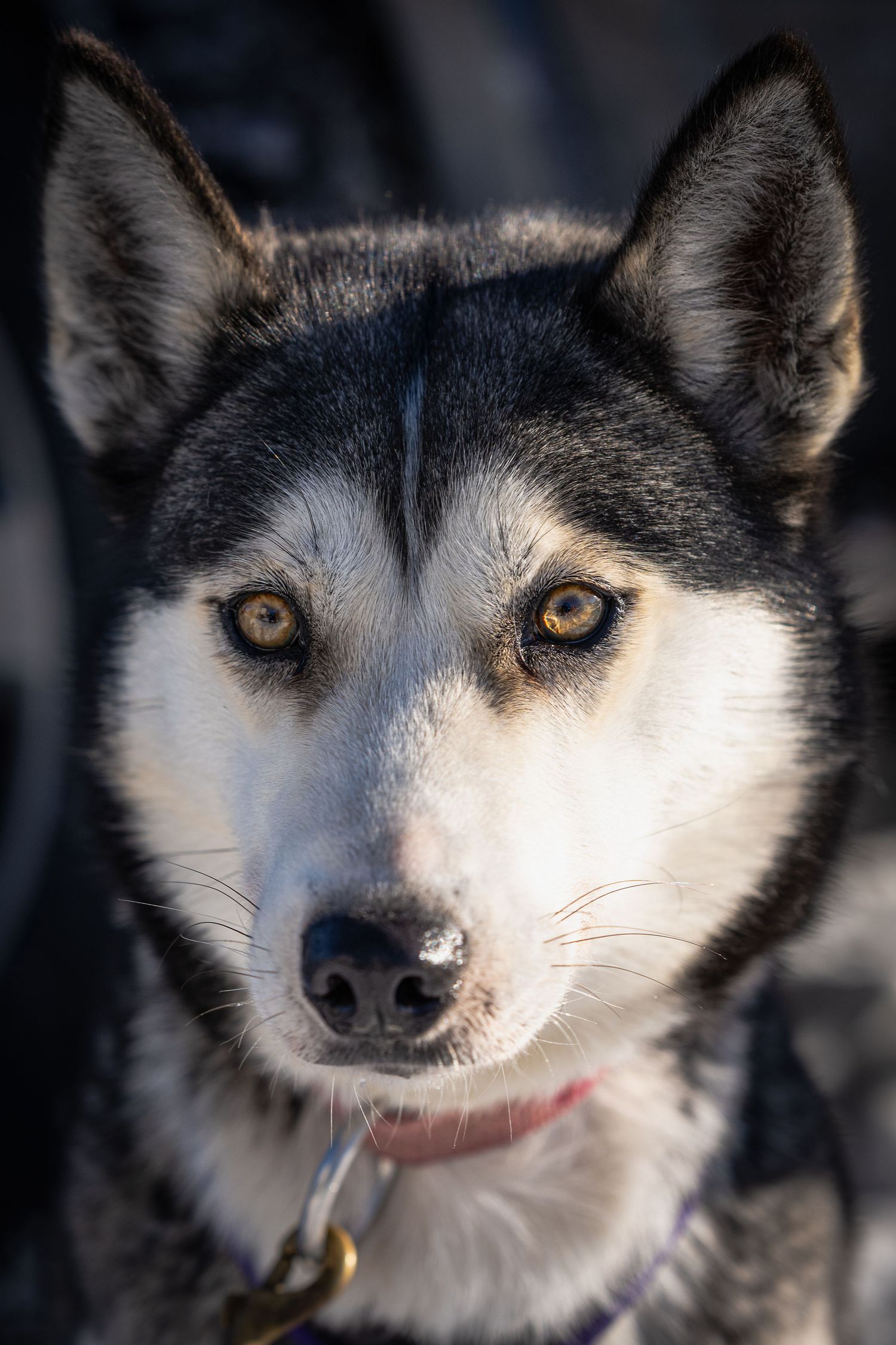 Close-up portrait of husky dog with striking amber eyes and black and white fur.  Three Bear Sled Dog Races Land O Lakes Wisconsin.