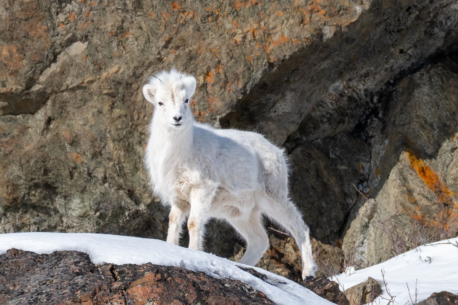 Mountain goats resting on rocky cliffs covered in snow.