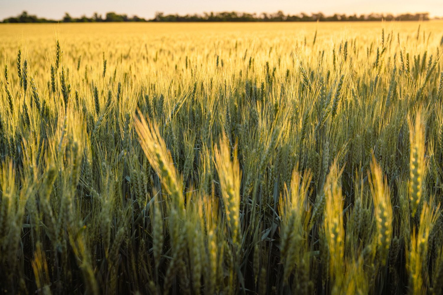 Golden wheat field glowing in warm sunset light with stalks swaying in the breeze.