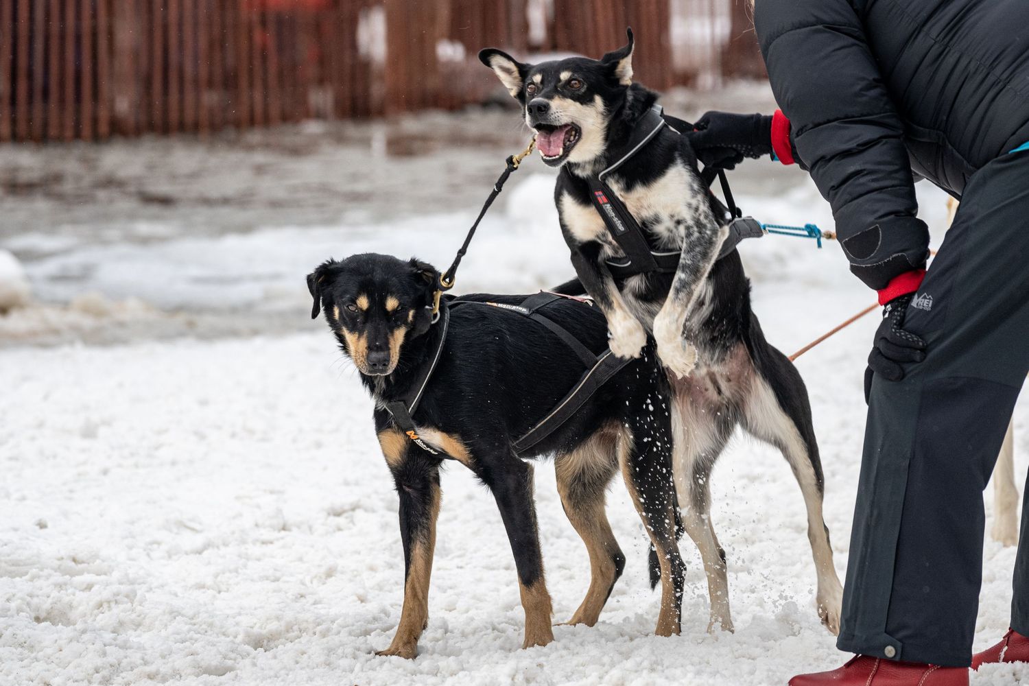 Sled dogs in harnesses prepare for a winter race on snowy terrain. Fur Rondy Anchorage Alaska.