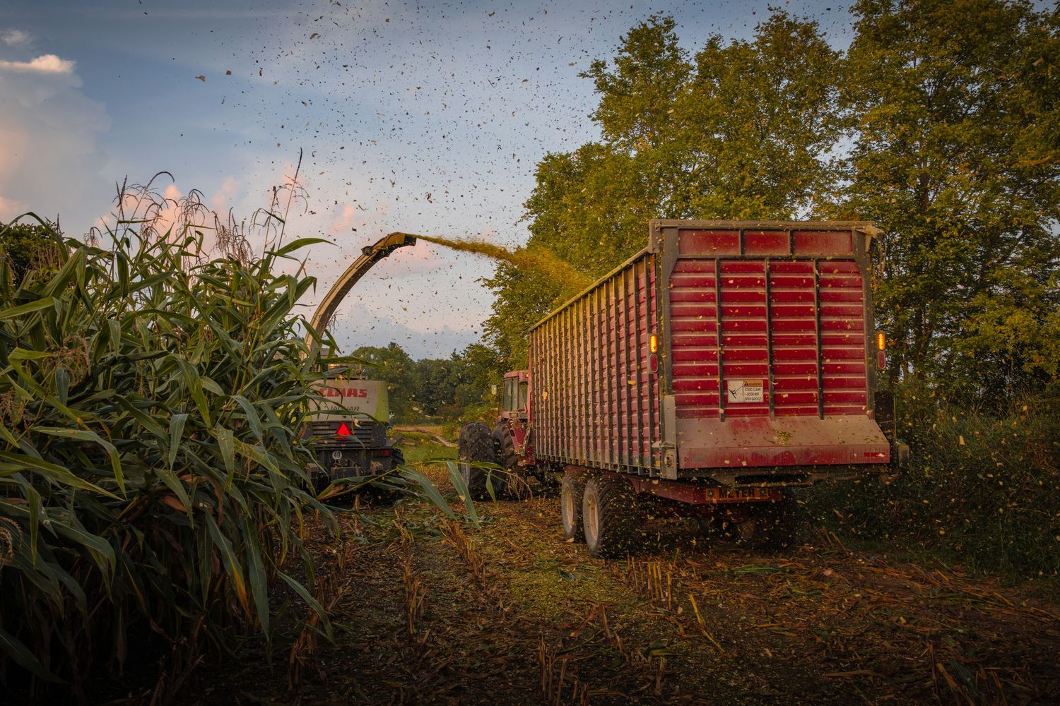 Corn harvester shooting grain into red trailer wagon during autumn harvest.