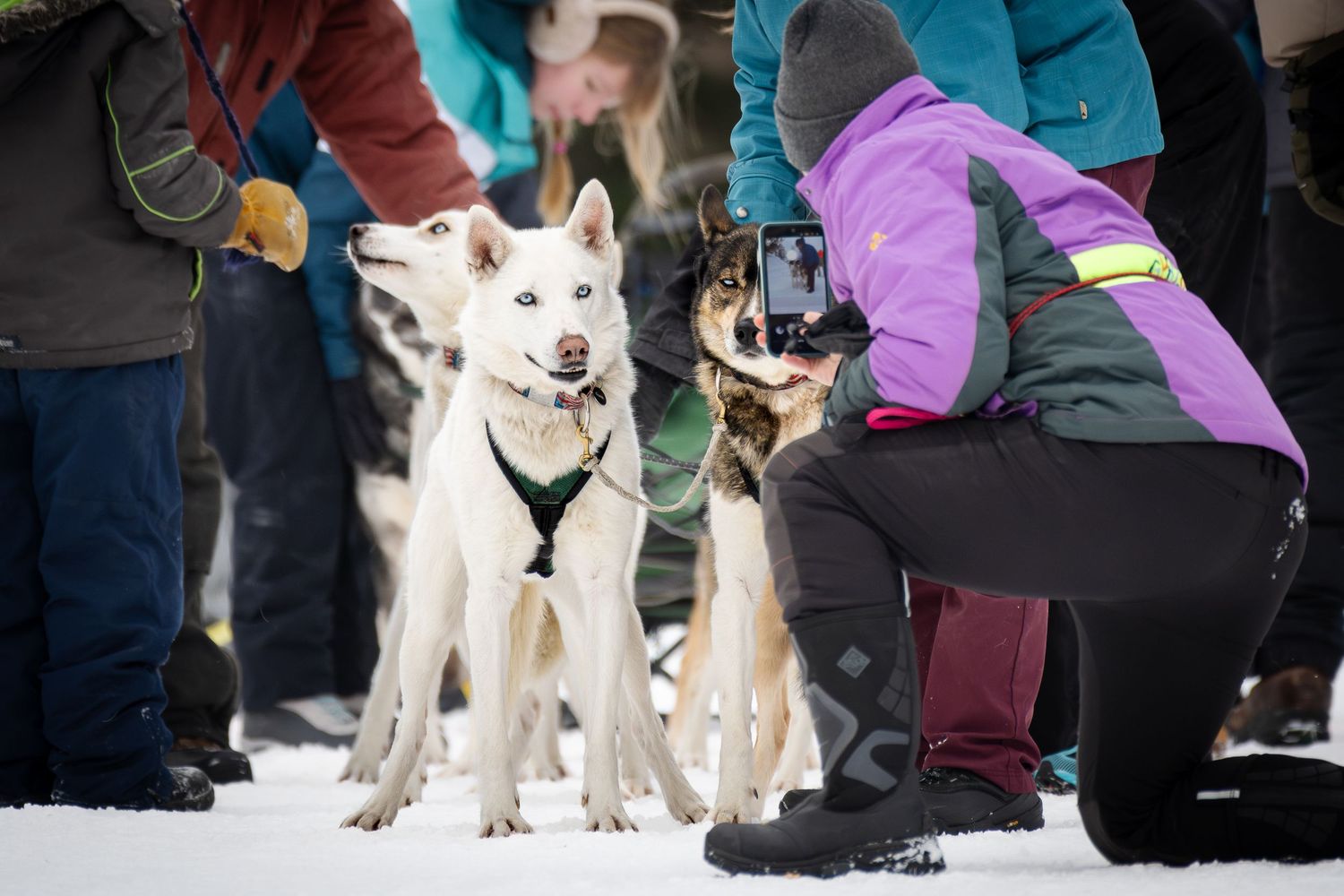 Handlers and sled dogs gathered at a winter race event in the snow.  Three Bear Sled Dog Races Land O Lakes Wisconsin.
