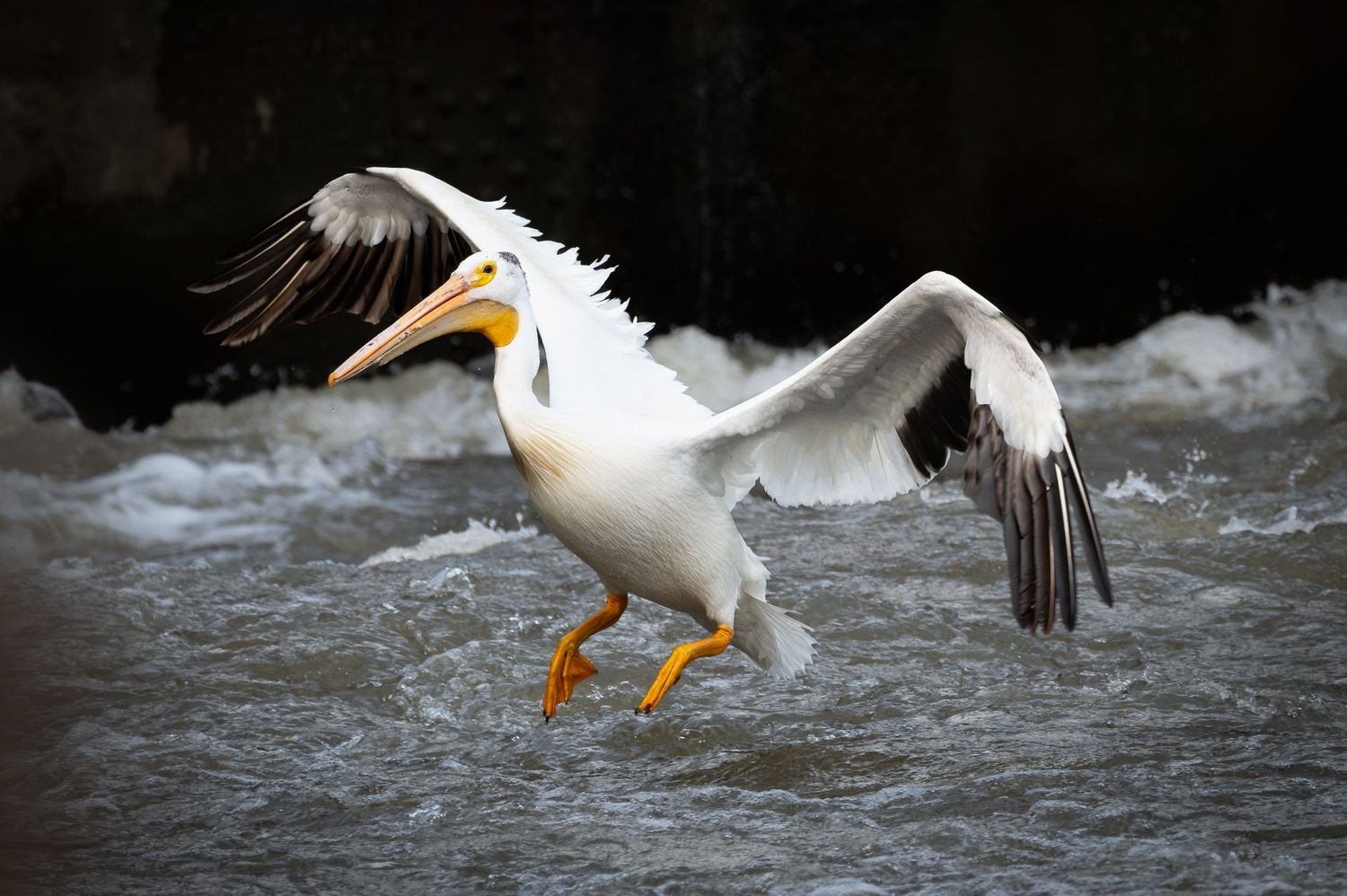 White pelican with wings spread landing on choppy water.