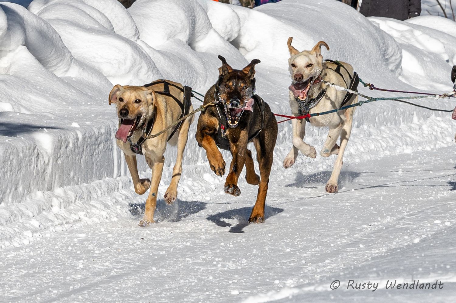 Sled dogs power through deep snow during an intense racing competition. Fur Rondy Anchorage Alaska.