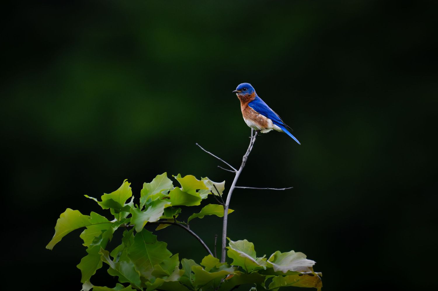 Vibrant blue and orange bluebird perched on thin branch against dark background.