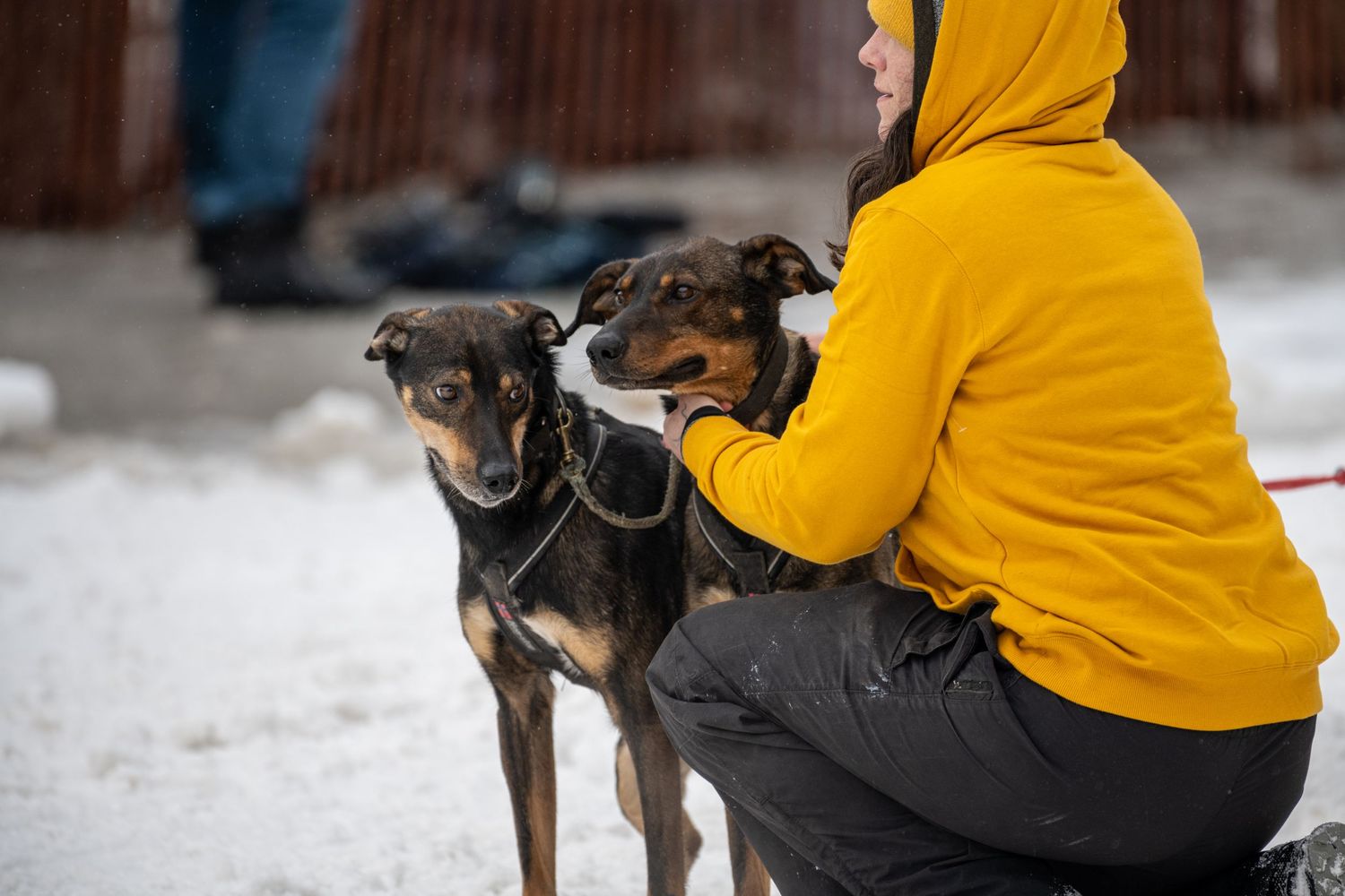 Dog sled handlers in yellow jackets prepare their teams in snowy conditions. Fur Rondy Anchorage Alaska.