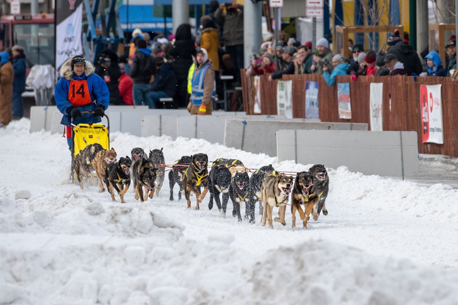 Dog sled teams race through a snow-covered course during a winter competition. Fur Rondy Anchorage Alaska