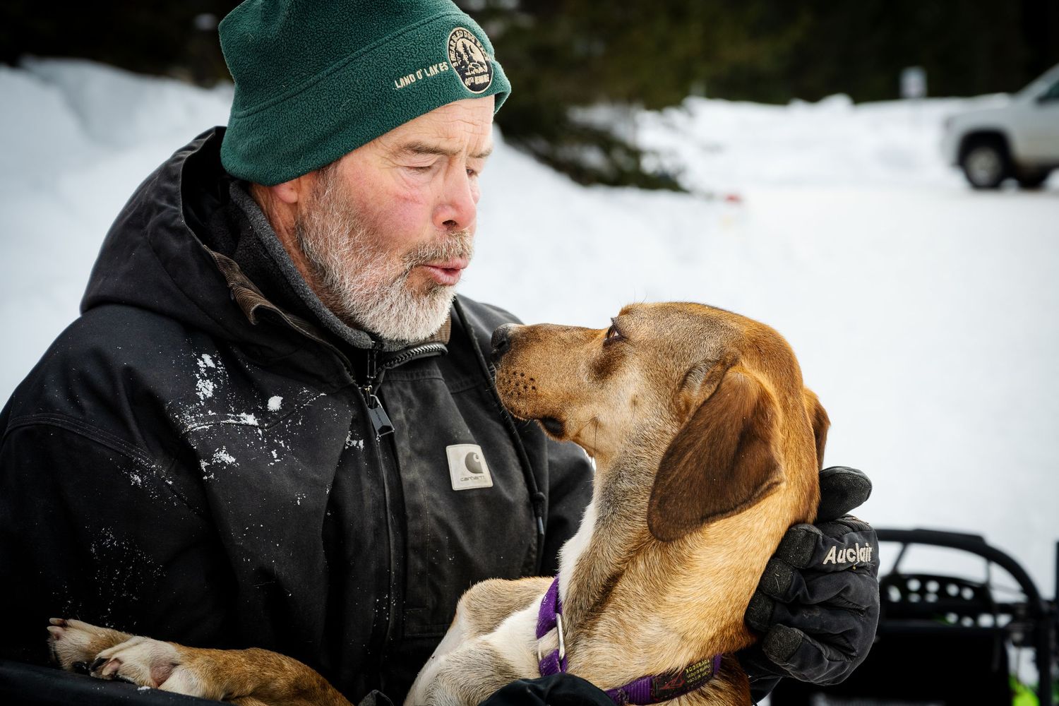 Tender moment between man and hound dog in snowy winter setting.  Three Bear Sled Dog Races Land O Lakes Wisconsin.