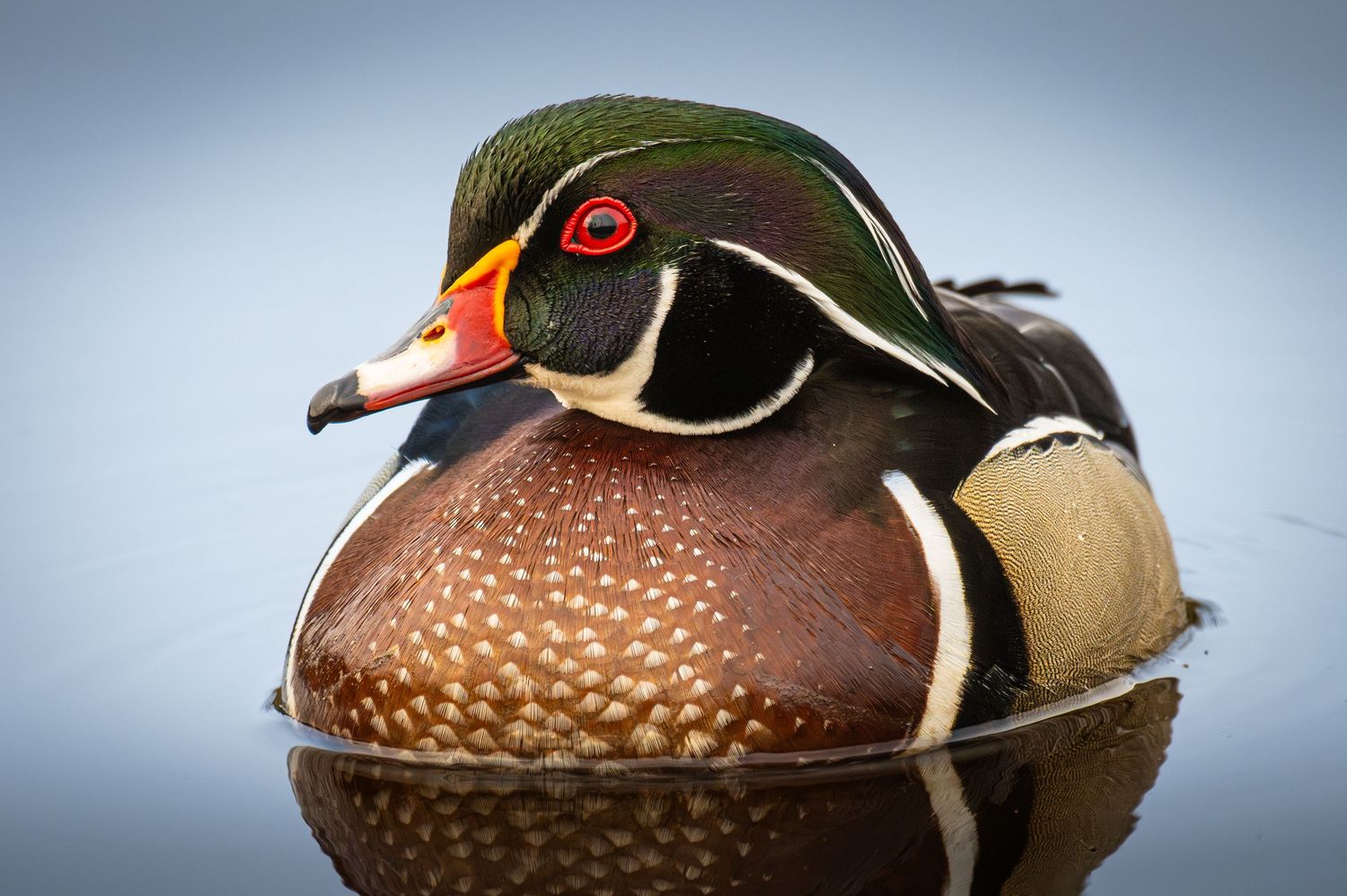 A vibrant male wood duck with iridescent green head, red eye, and chestnut plumage floating on calm water.
