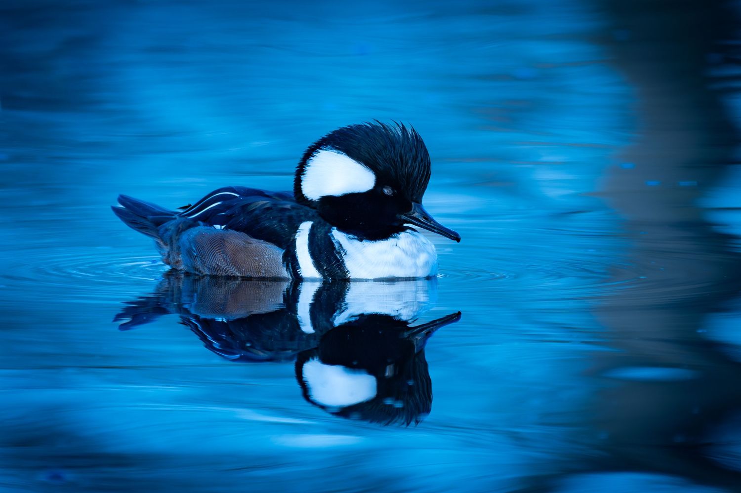 Male hooded mergansers swimming in vibrant blue water displaying their distinctive white crests and black hoods.