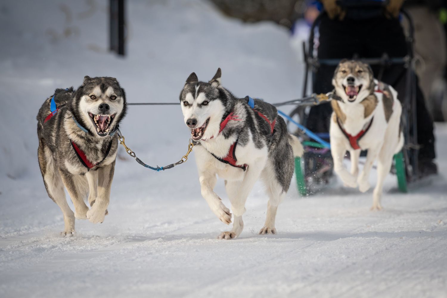 A team of sled dogs races across a snowy winter landscape during a dog sledding competition.  Three Bear Sled Dog Races Land O Lakes
