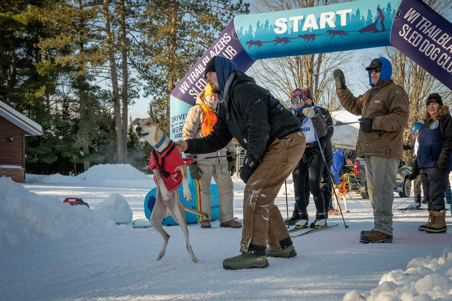 Sled dogs and handlers at the starting line of a winter race course.  Three Bear Sled Dog Races Land O Lakes Wisconsin.