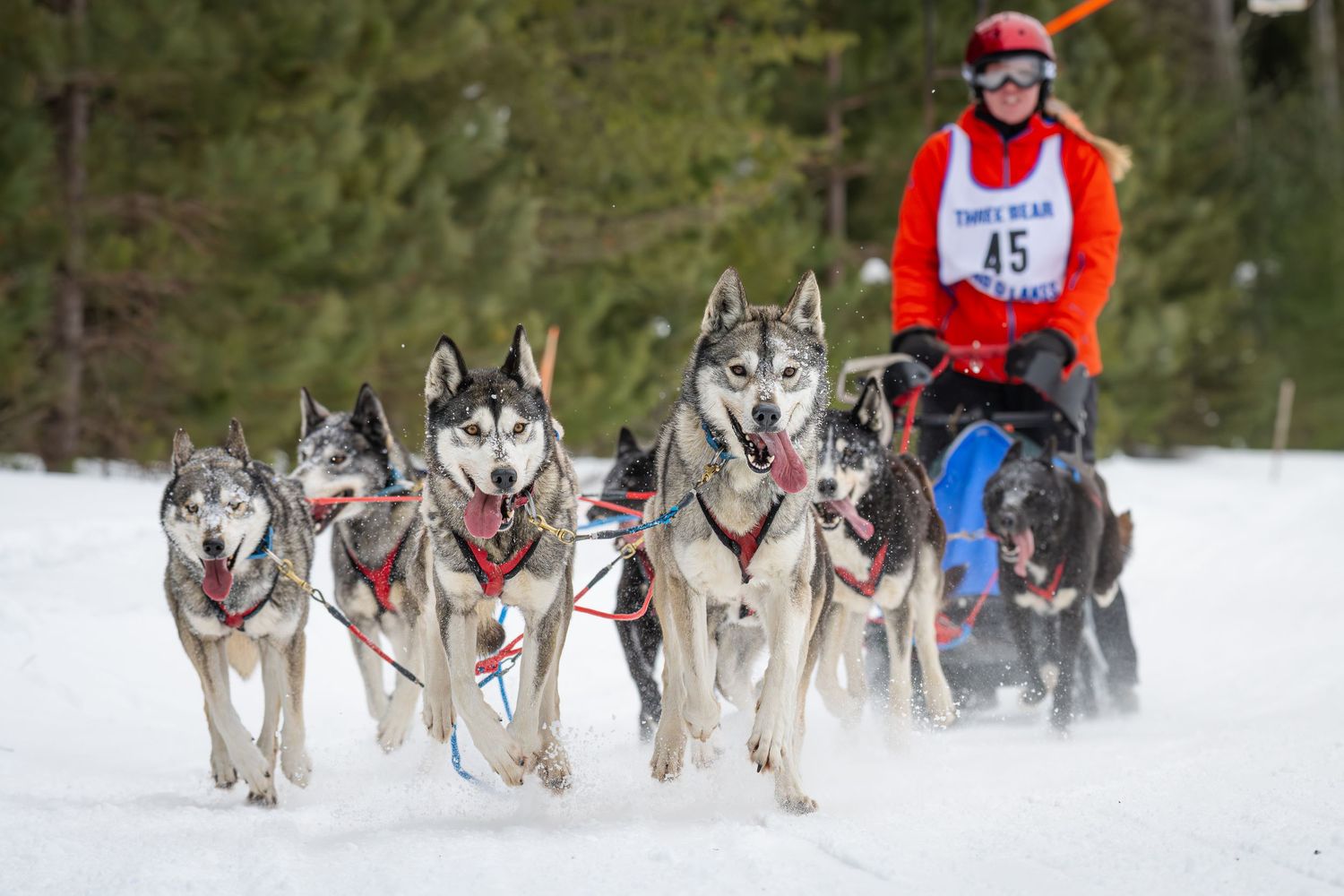 Dog sled team racing through a forest trail during a winter competition.  Three Bear Sled Dog Races Land O Lakes Wisconsin.