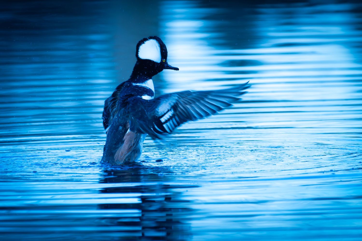 Blue silhouettes of ducks landing on calm water create a serene reflection. Hooded Merganser