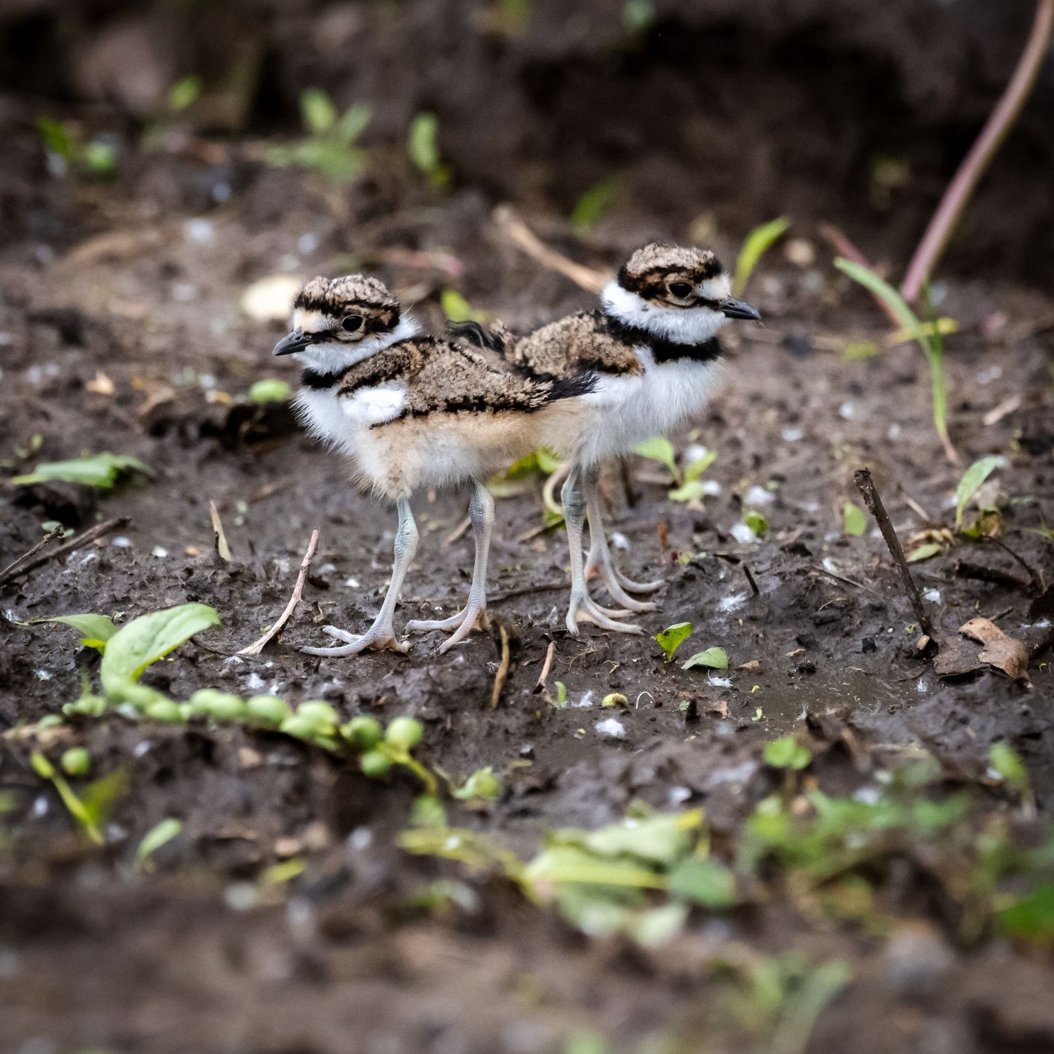 Two tiny killdeer chicks standing together on muddy ground.