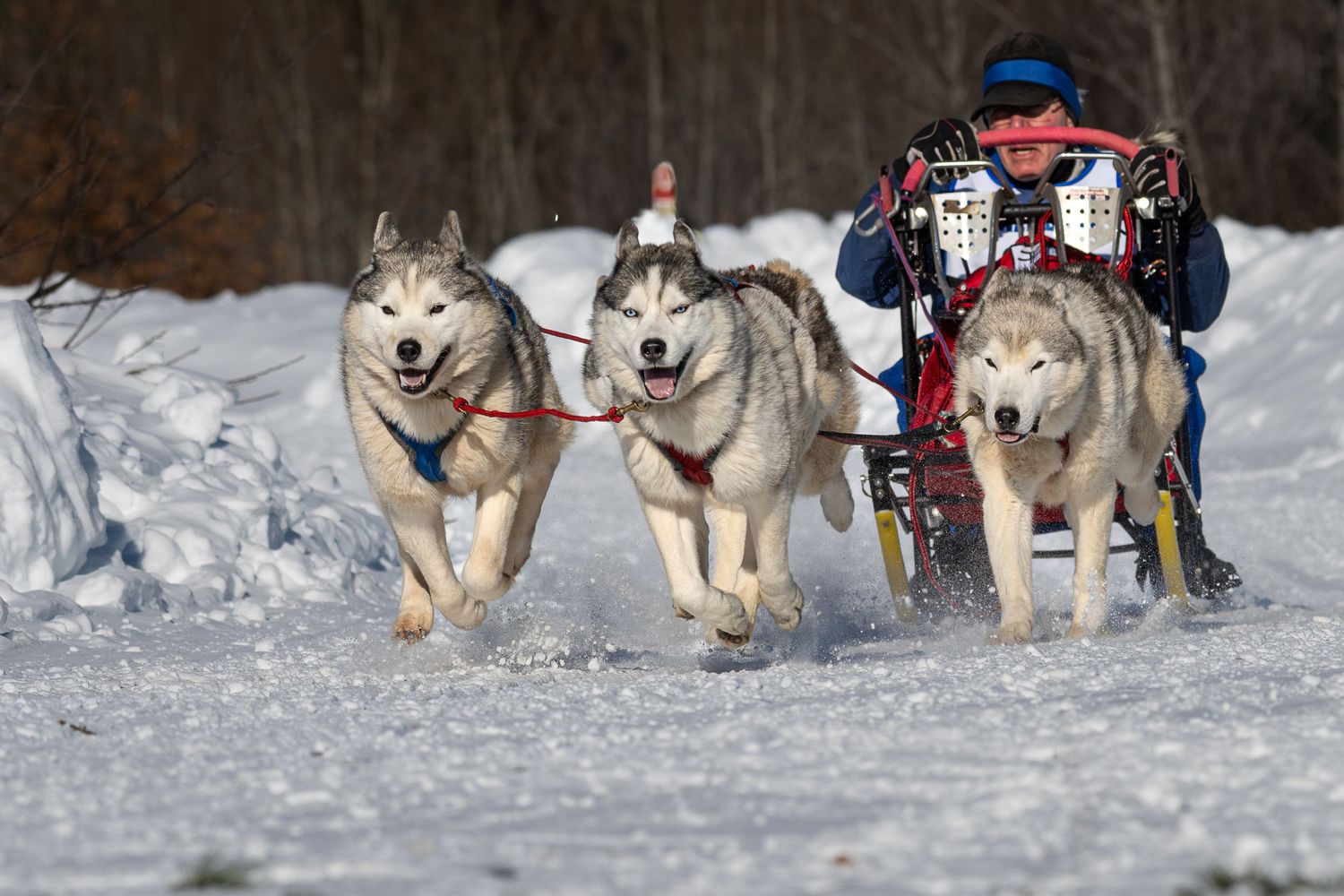Team of sled dogs racing through a snowy winter landscape.  Three Bear Sled Dog Races Land O Lakes Wisconsin.